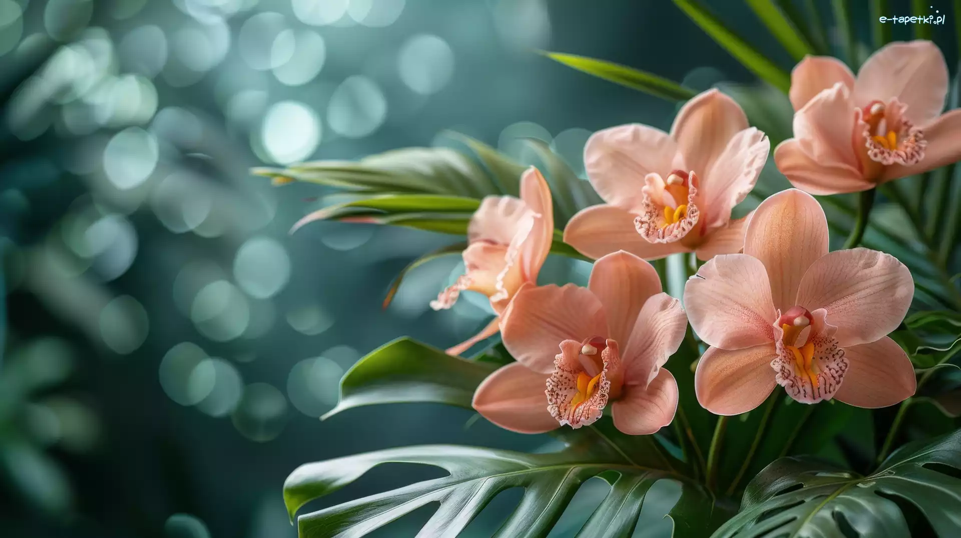 Orchidea, Liście, Storczyk, Kwiaty