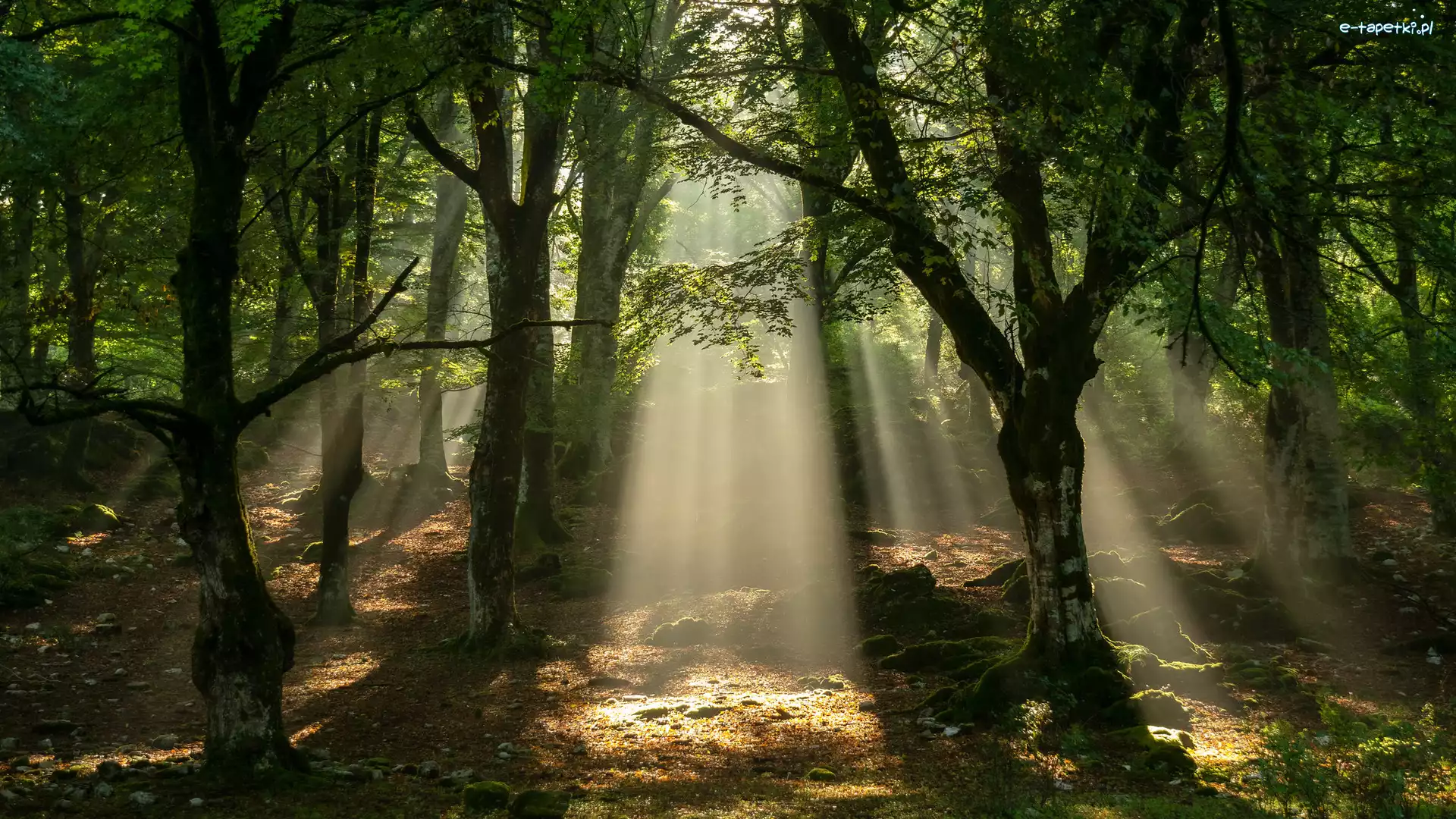 Zielone, Przebijające światło, Drzewa, Las