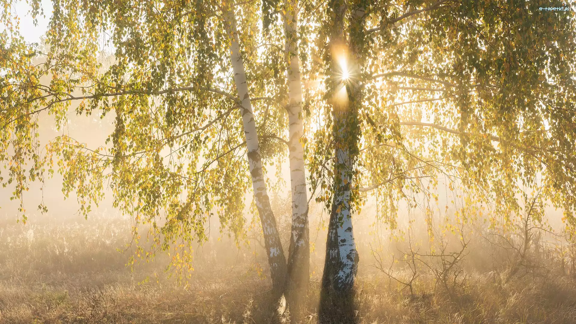 Liście, Mgła, Promienie słońca, Brzozy