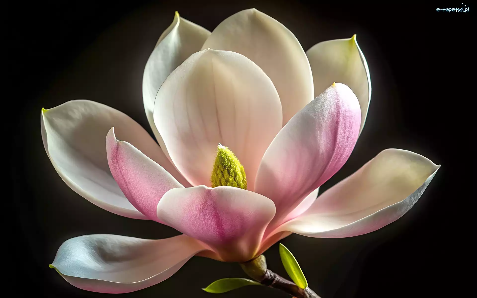 Magnolia, Tło, Czarne, Kwiat