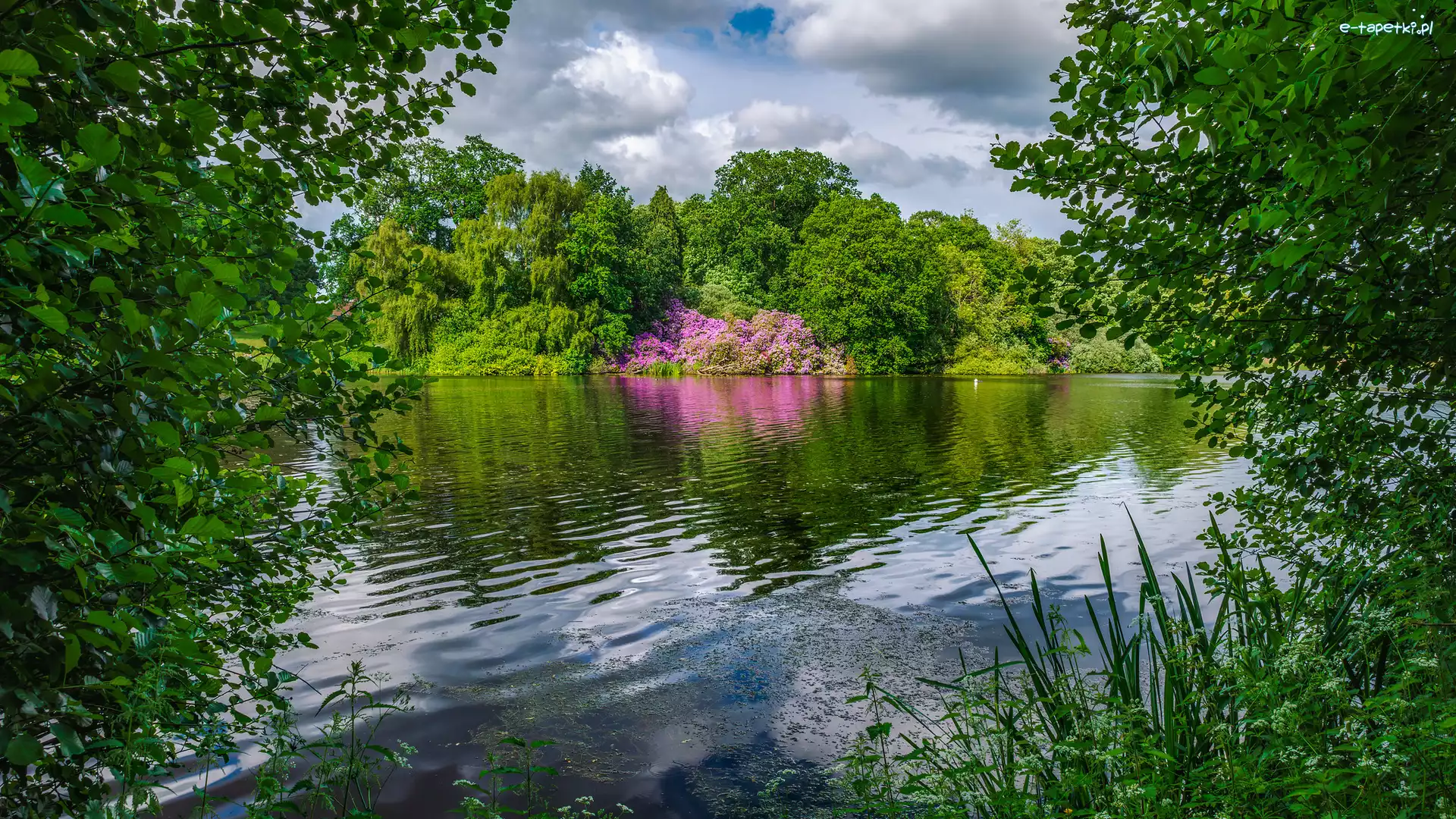 Drzewa, Zielone, Jezioro