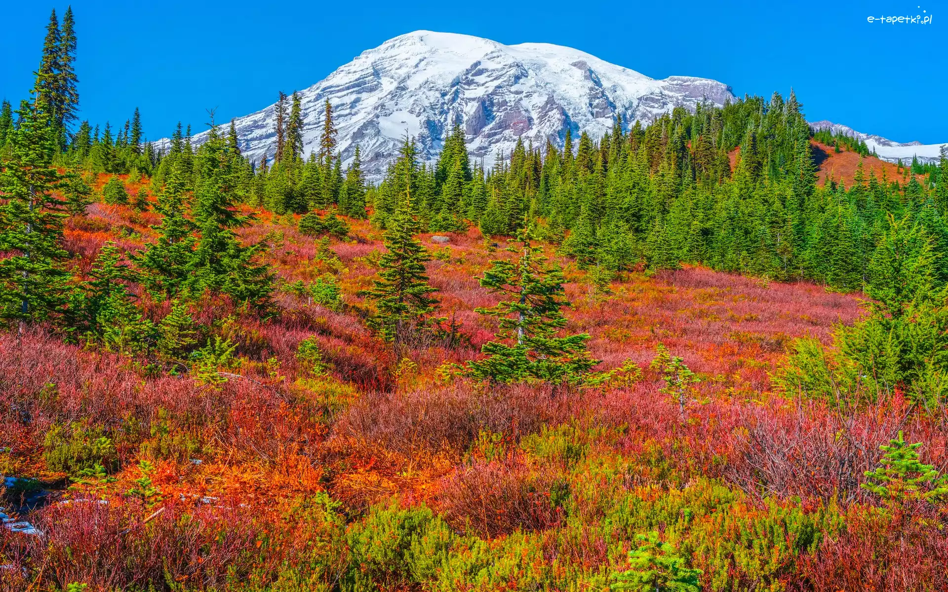 Drzewa, Mount Rainier, Park Narodowy Mount Rainier, Waszyngton, Stany Zjednoczone, Góry, Jesień, Stratowulkan, Roślinność