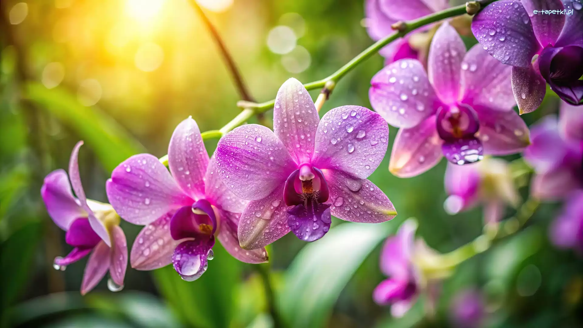 Orchidea, Kwiaty, Storczyki, Grafika, Krople
