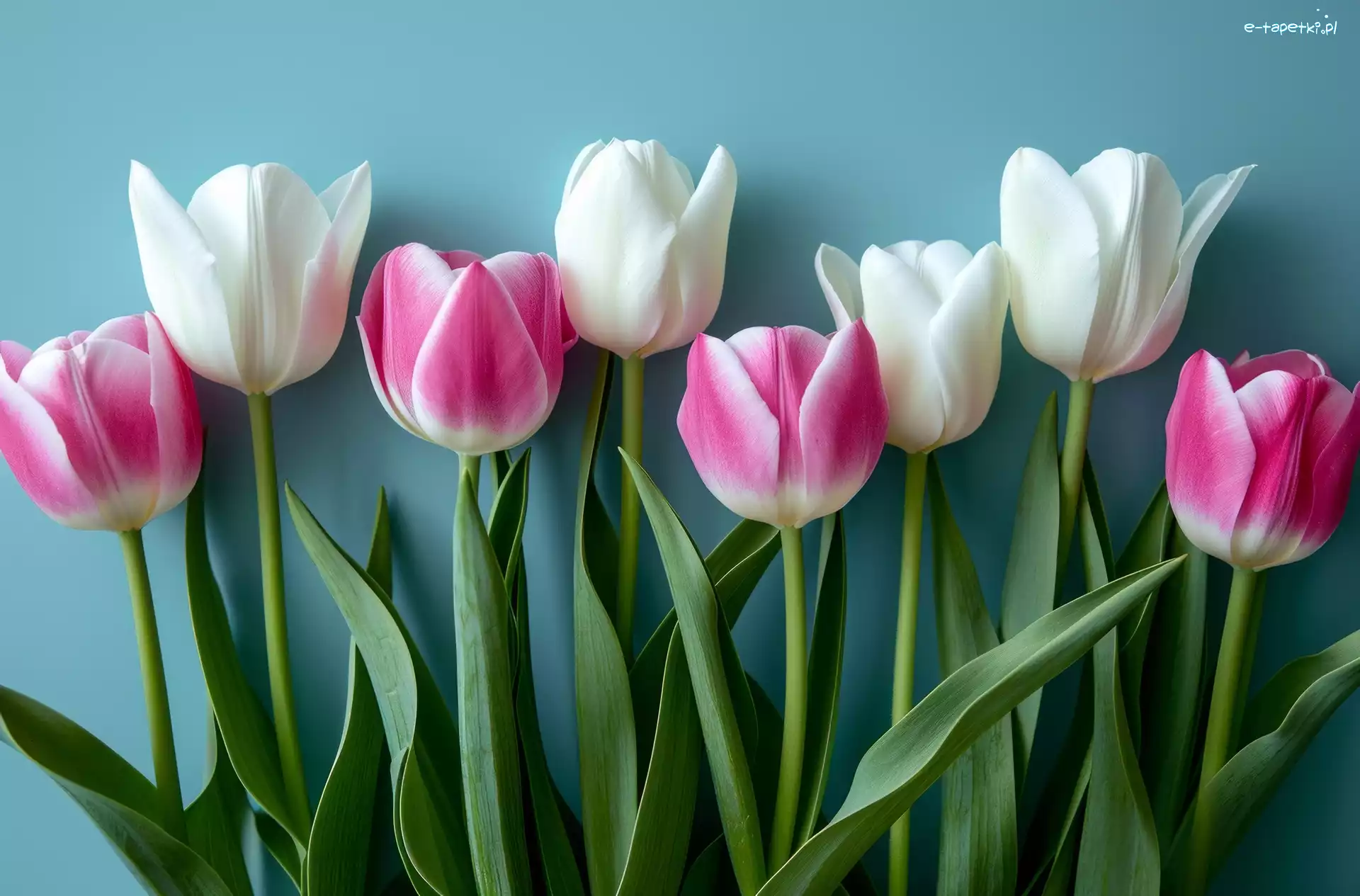 Różowe, Białe, Tulipany