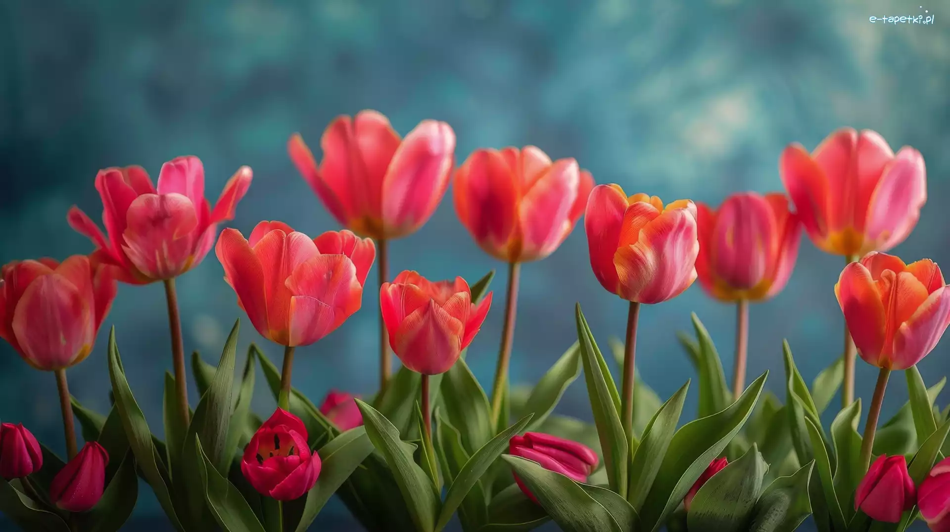 Tulipany, Tło, Niebieskie, Czerwone