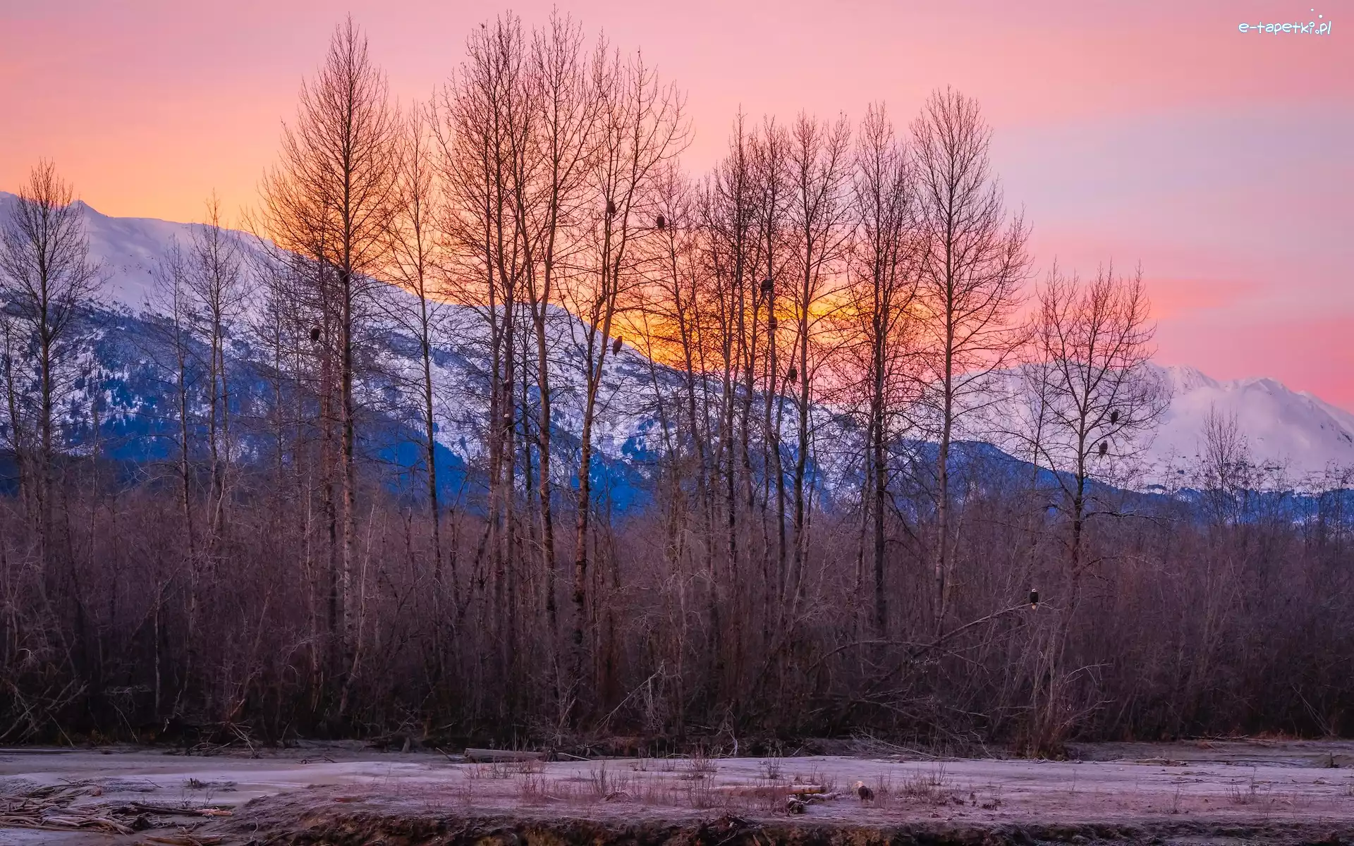 Góry, Alaska, Ptaki, Drzewa, Haines, Chilkat Range, Zima, Stany Zjednoczone