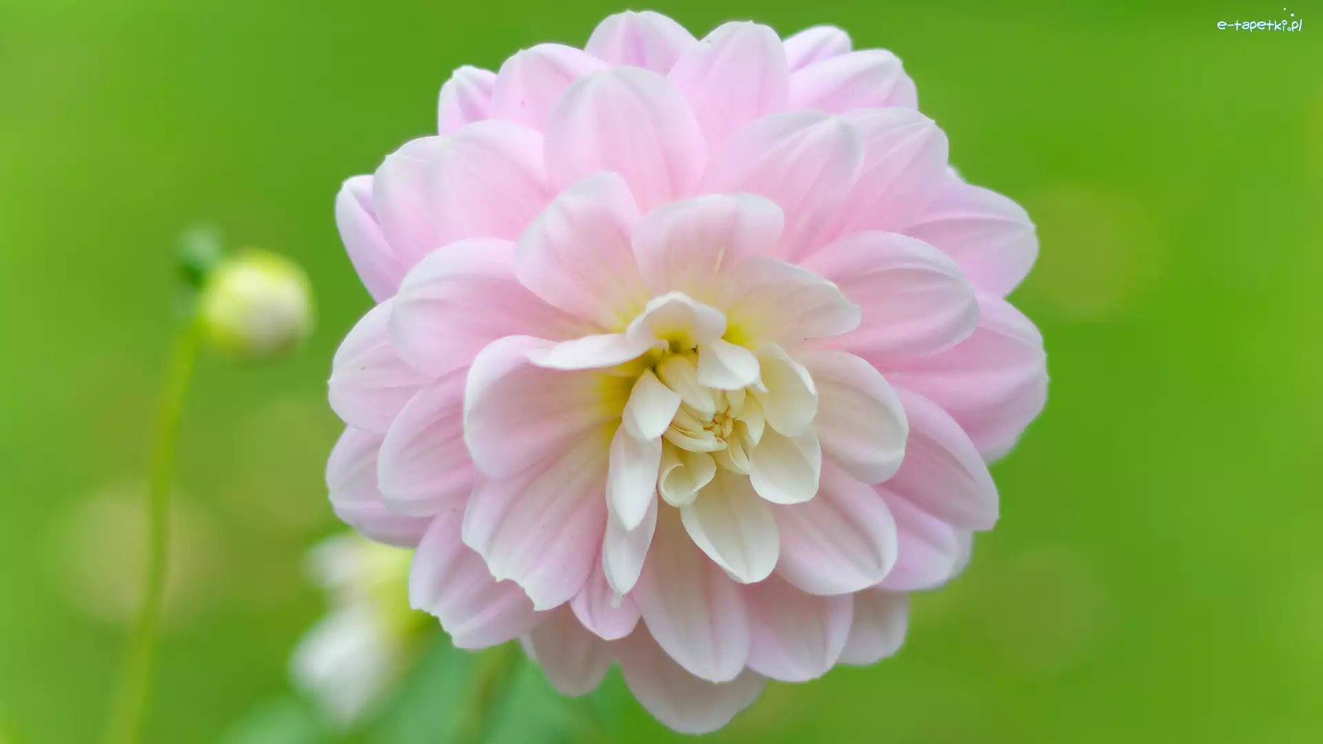 Dalia, Kwitnąca, Jasnoróżowa