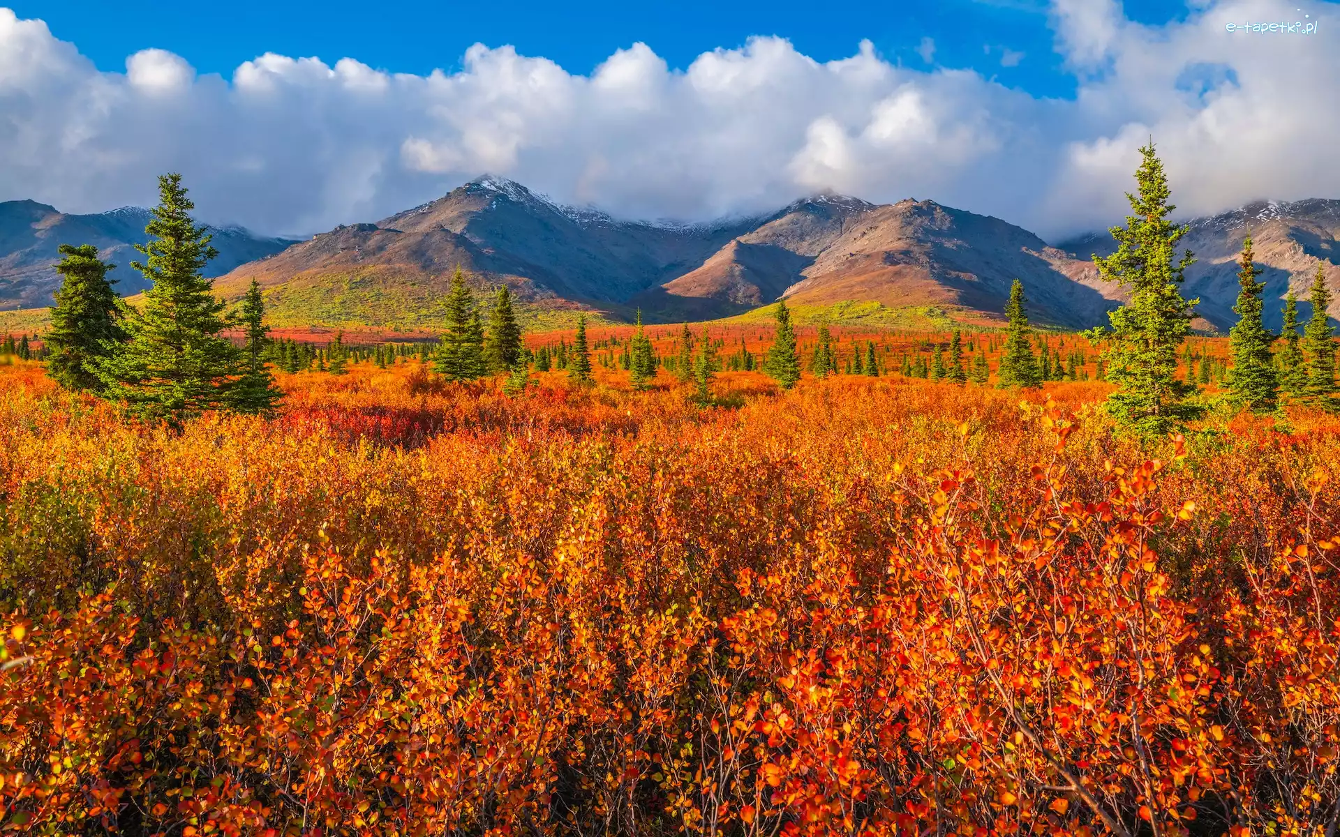 Roślinność, Park Narodowy Denali, Góry, Alaska, Stany Zjednoczone, Jesień, Drzewa