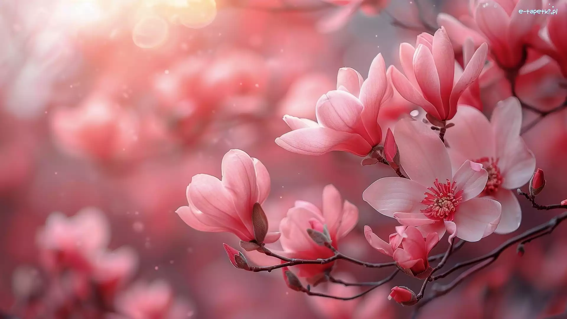 Gałązki, Rozkwitające, Różowe, Magnolia, Kwiaty