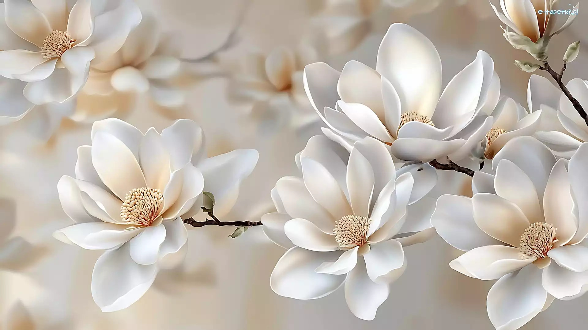 Grafika, Kwiaty, Magnolia
