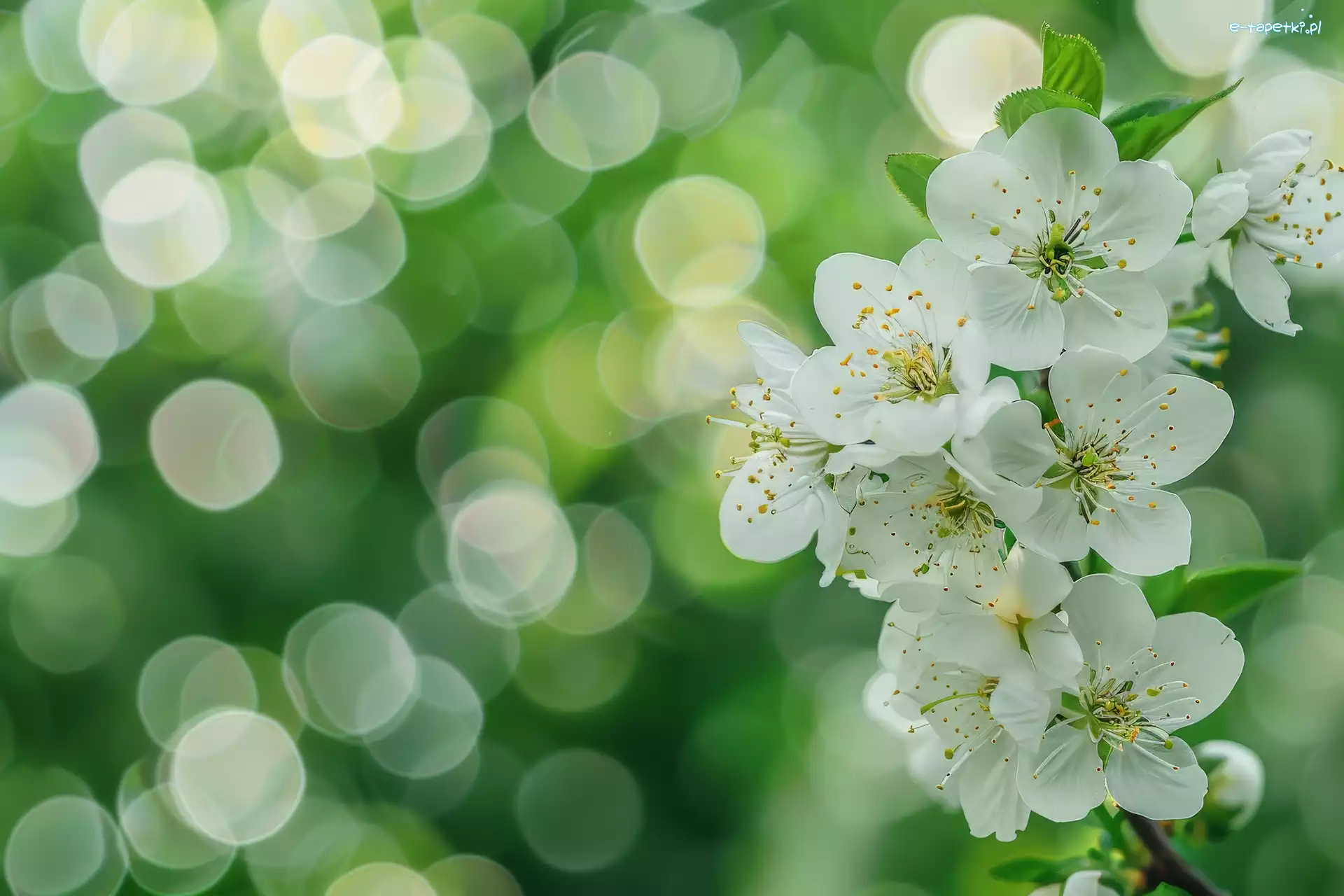 Białe, Drzewo owocowe, Kwiaty, Bokeh, Gałązka