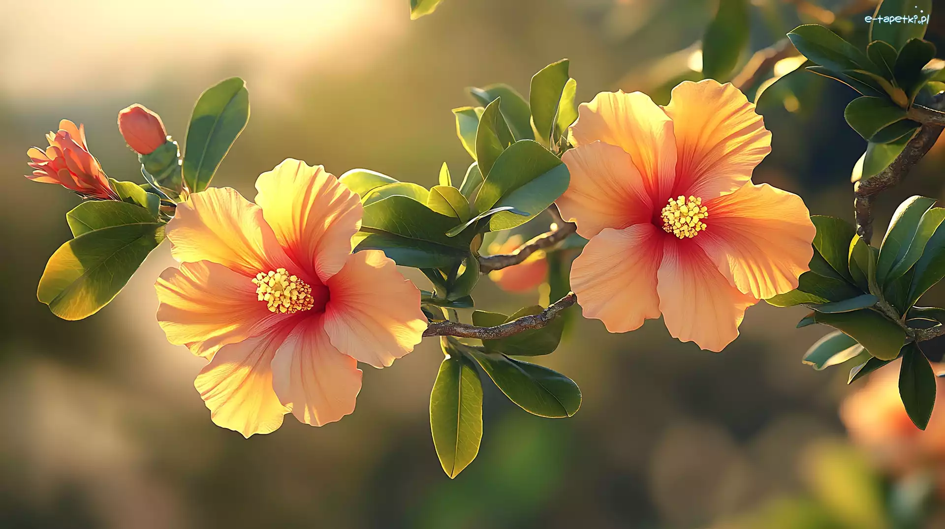 Światło, Gałązka, Słoneczne, Grafika, Kwiaty, Hibiskus