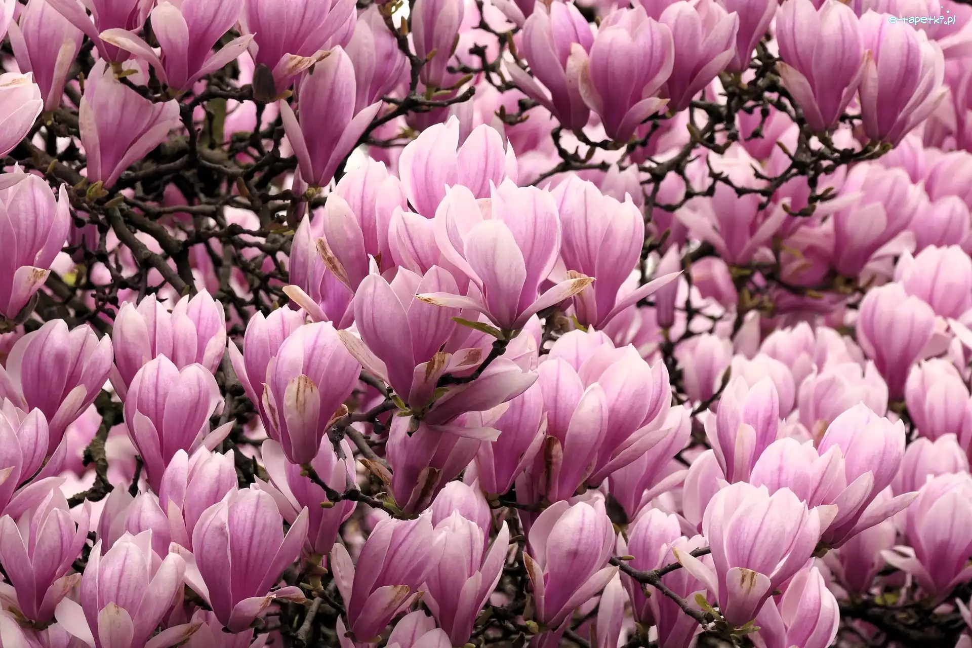 Różowe, Magnolia, Kwiaty