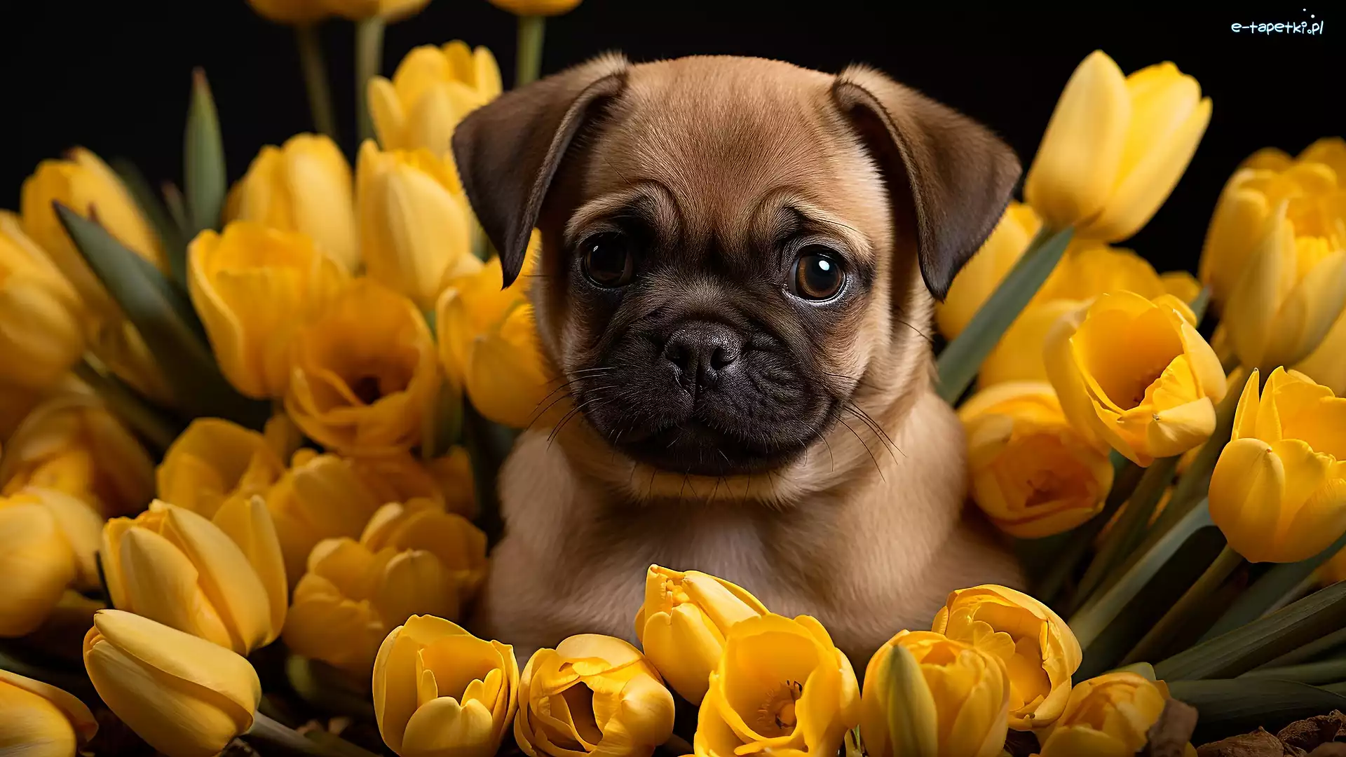 Grafika, Szczeniak, Tulipany, Mops, Pies, Kwiaty, Żółte