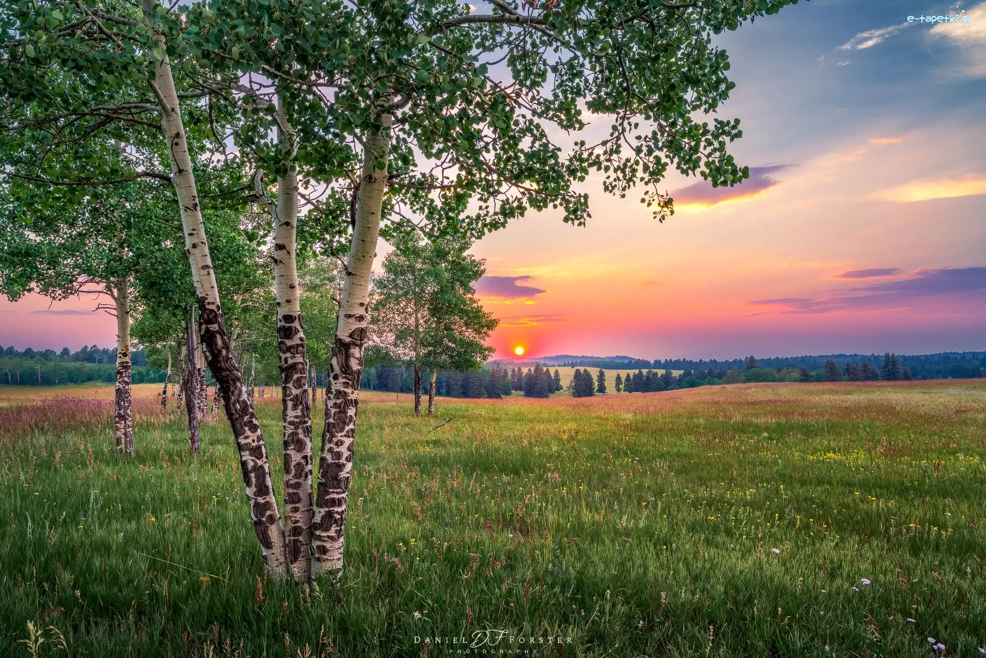 Brzozy, Woodland Park, Łąka, Zachód słońca, Kolorado, Stany Zjednoczone