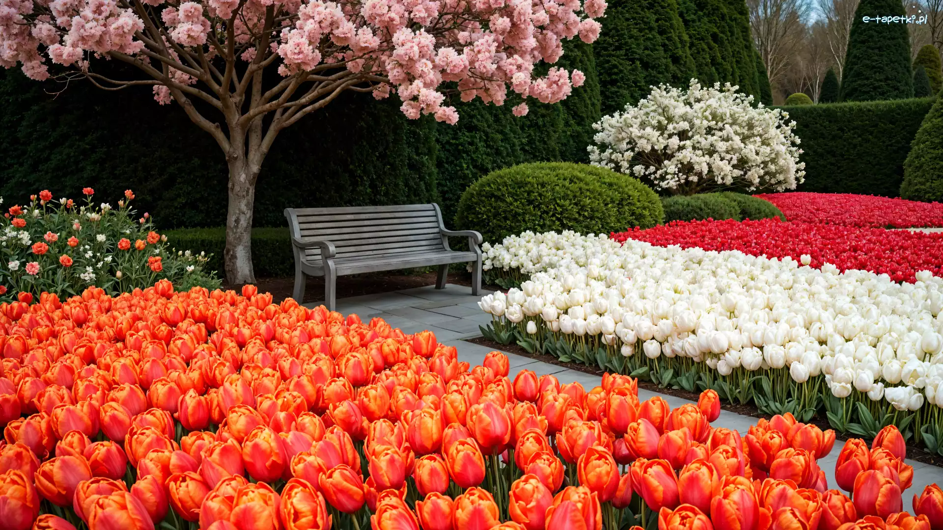 Wiosna, Tulipany, Park, Ławka, Drzewa