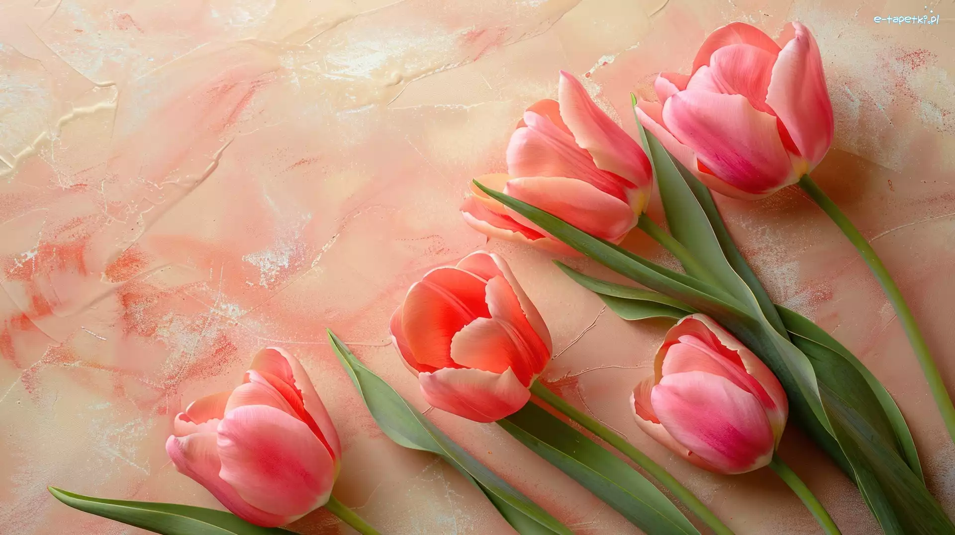 Tulipany, Tulipanów, Pięć, Różowe
