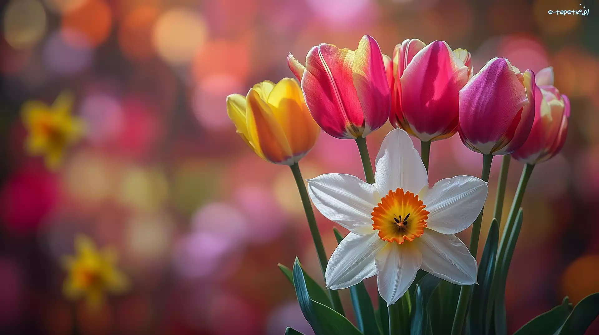 Tulipany, Grafika, Narcyz, Kwiaty
