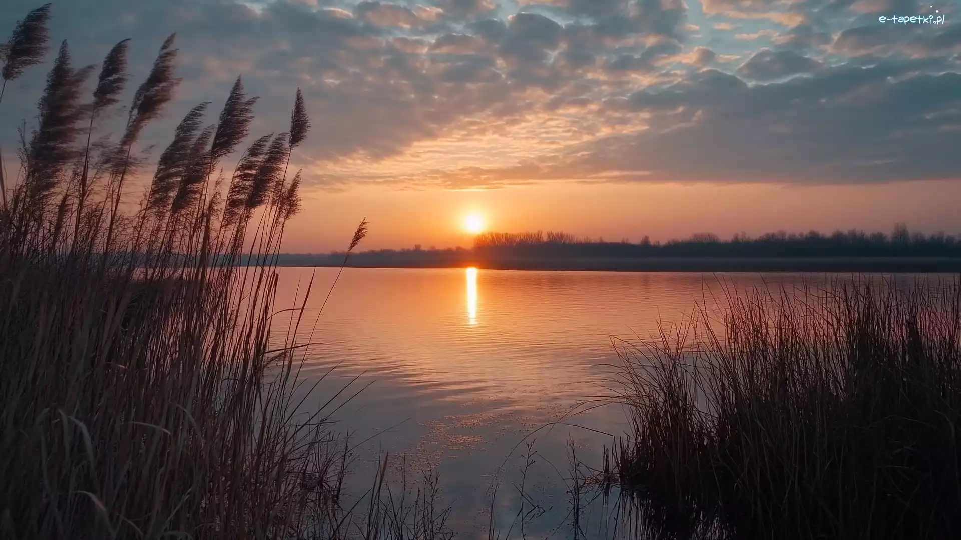 Niebo, Szuwary, Drzewa, Zachód słońca, Trawa, Jezioro
