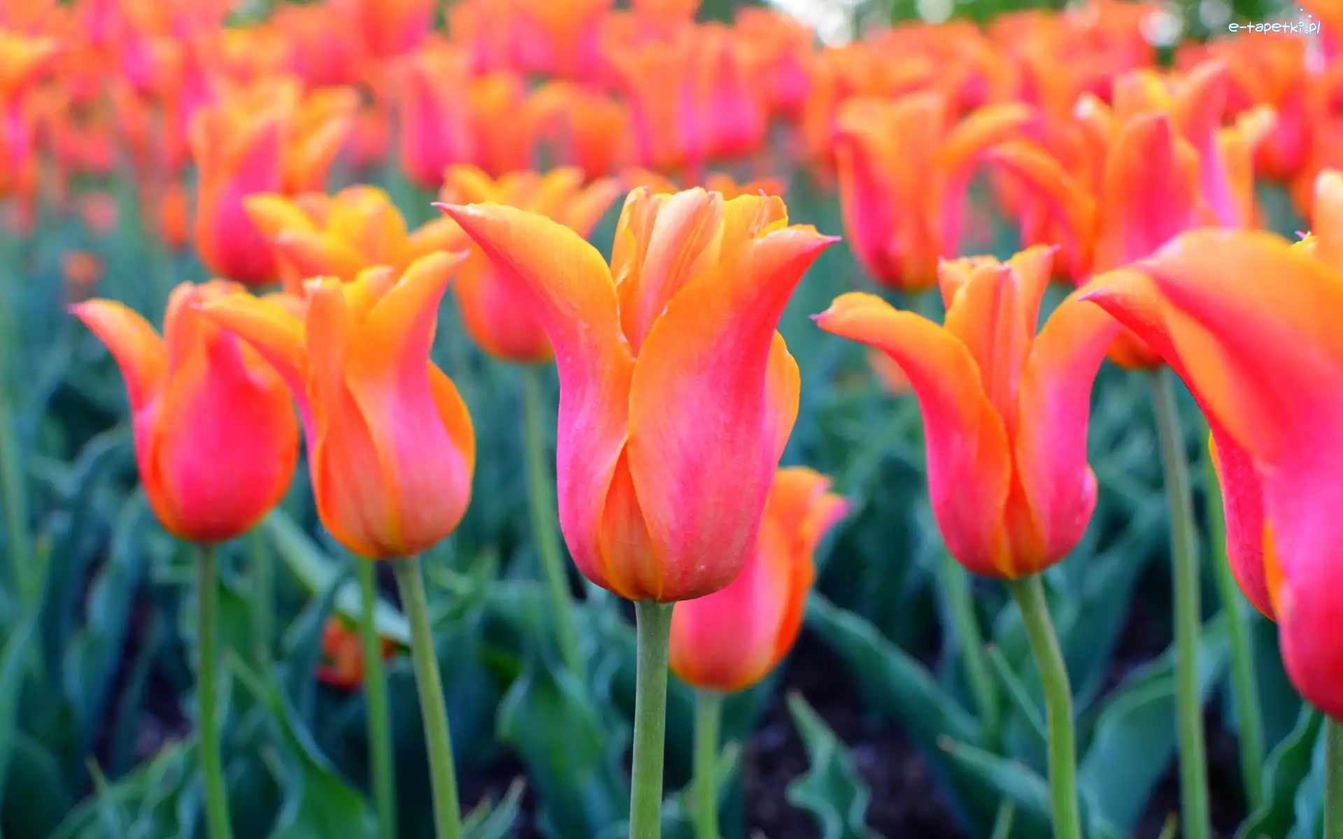 Pomarańczowe, Pąki, Tulipany, Kwiaty