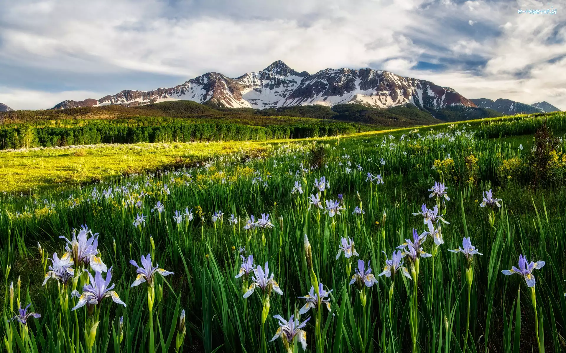 Niebo, Kolorado, Kwiaty, Łąka, Wilson Peak, Góry, Irysy, Stany Zjednoczone, San Juan Mountains, Chmury