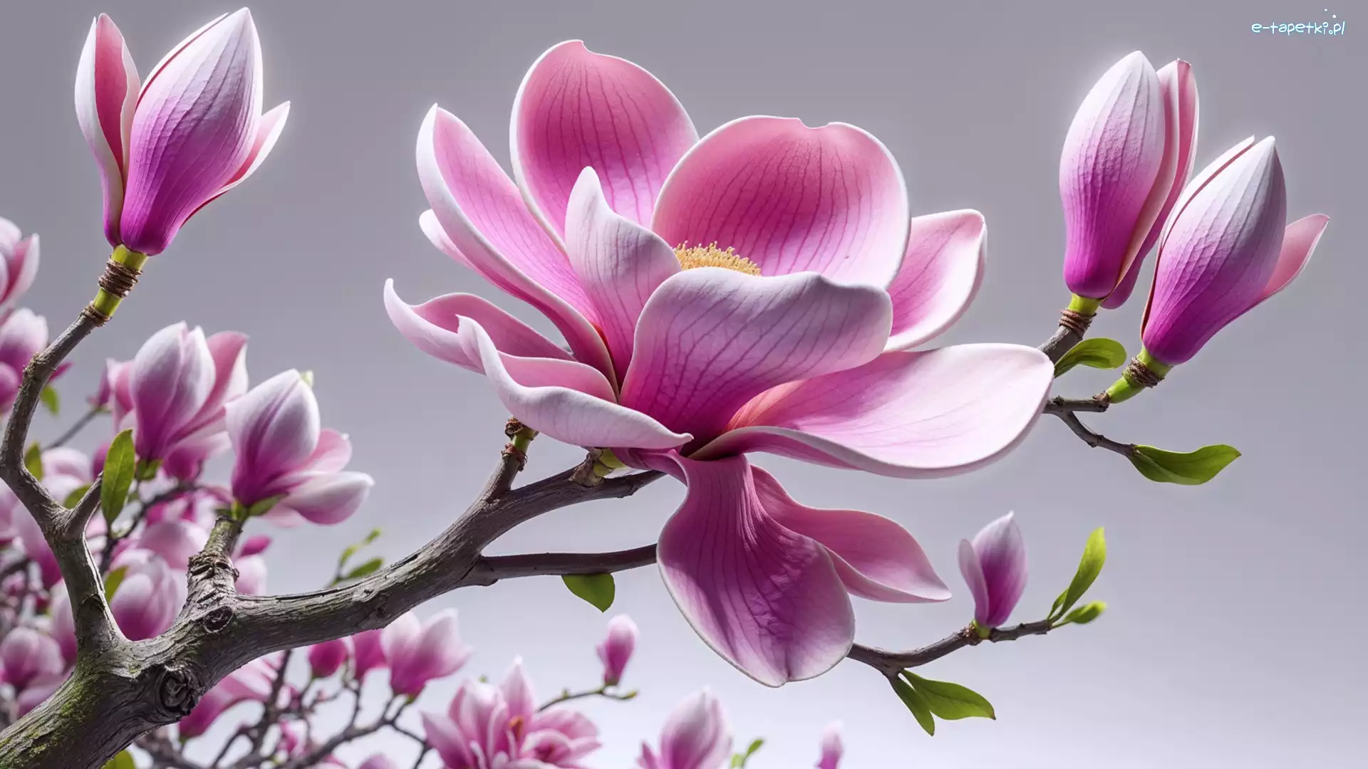 Kwiaty, Grafika, Gałęzie, Magnolia