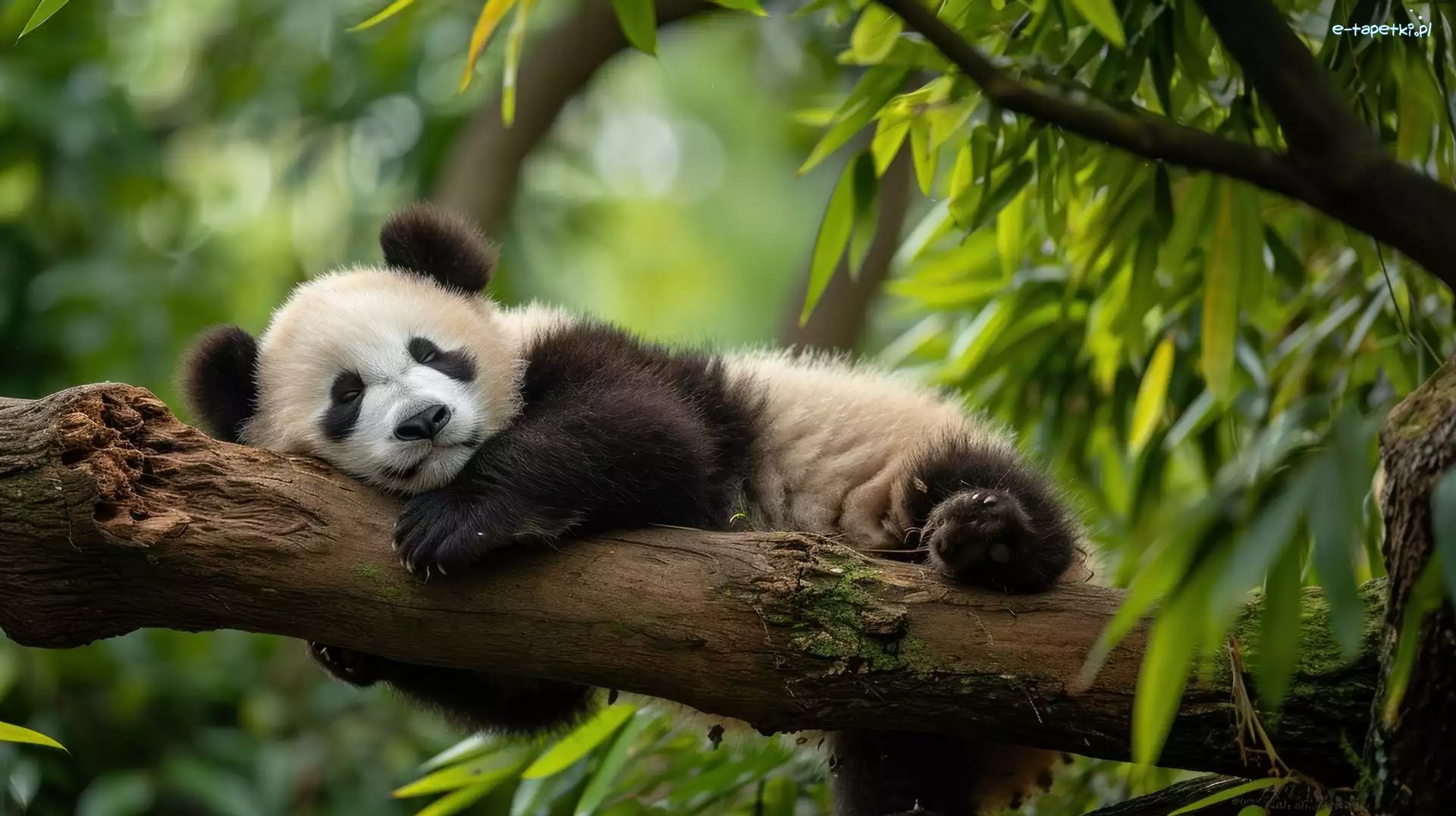Liście, Panda, Konar, Grafika, Młoda, Śpiąca