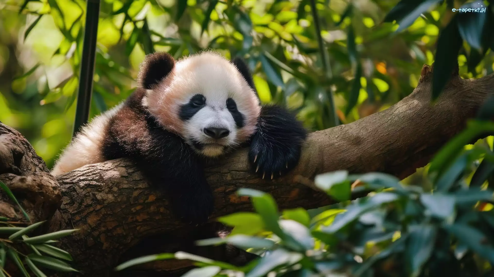 Śpiąca, Liście, Panda, Grafika, Konar