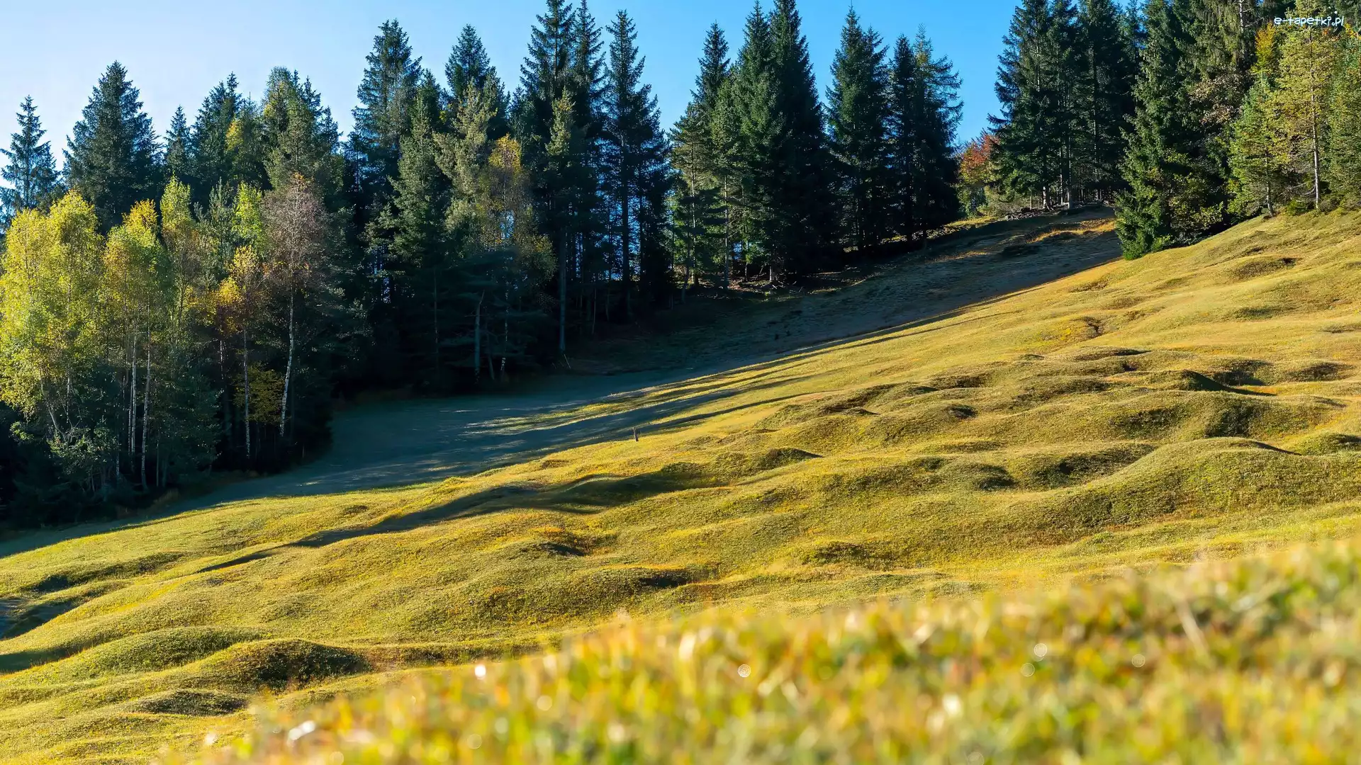 Drzewa, Zbocze, Trawa, Łąka