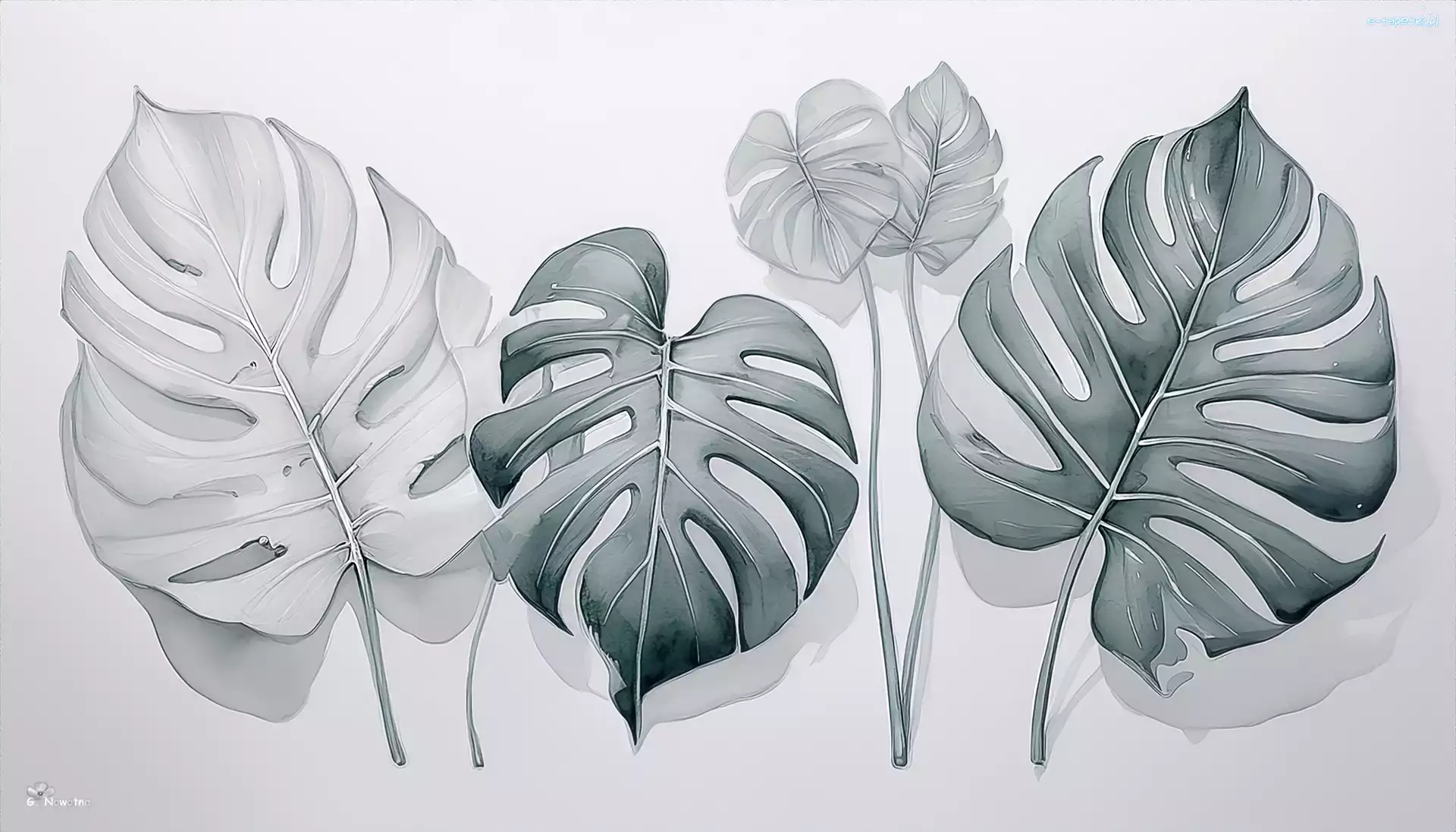 Grafika, Liście, Monstera