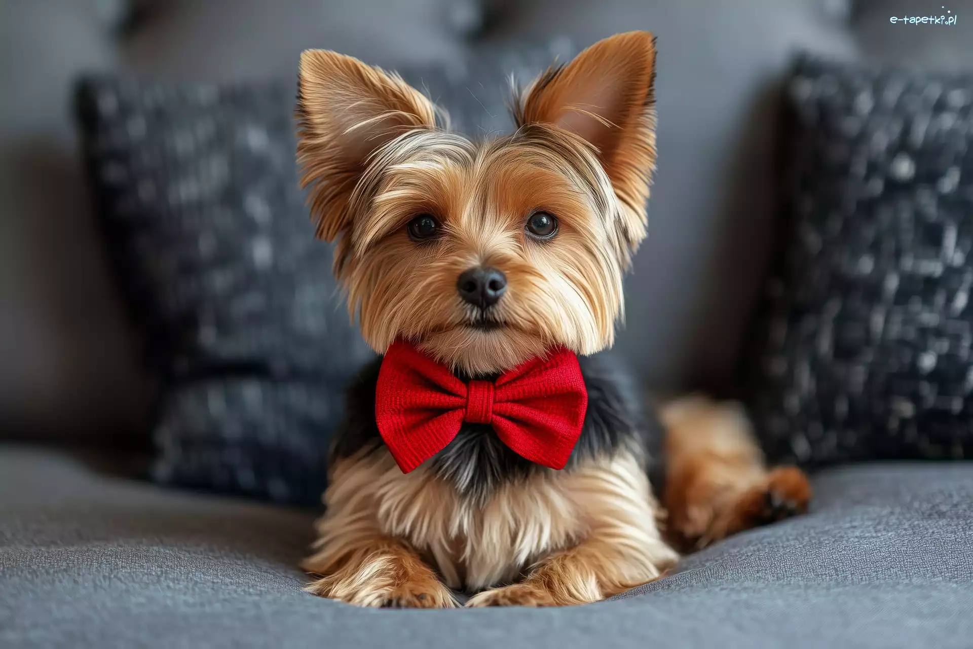 Pies, Czerwona, Yorkshire terrier, Poduszki, Muszka