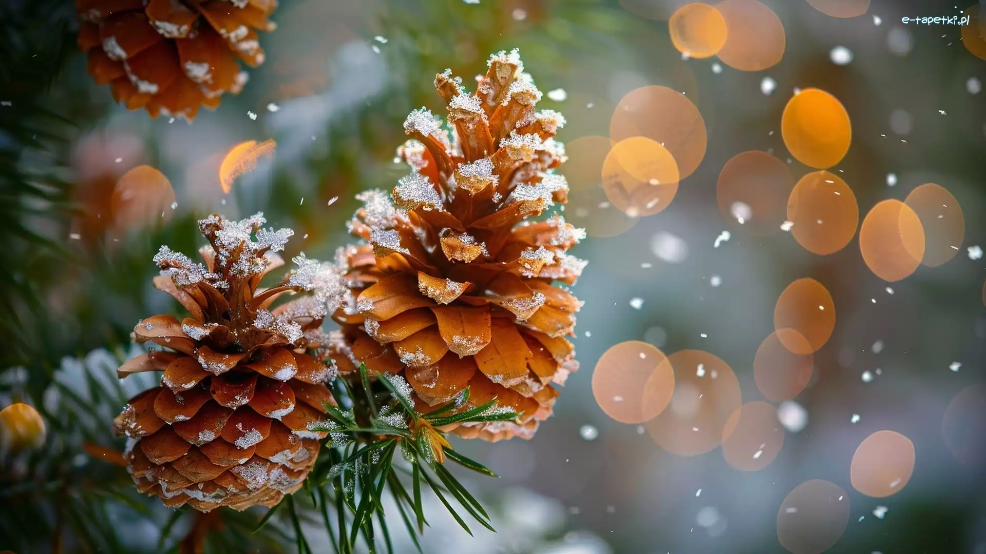 Grafika, Szyszki, Sosna, Ośnieżone, Dwie, Bokeh, Igły