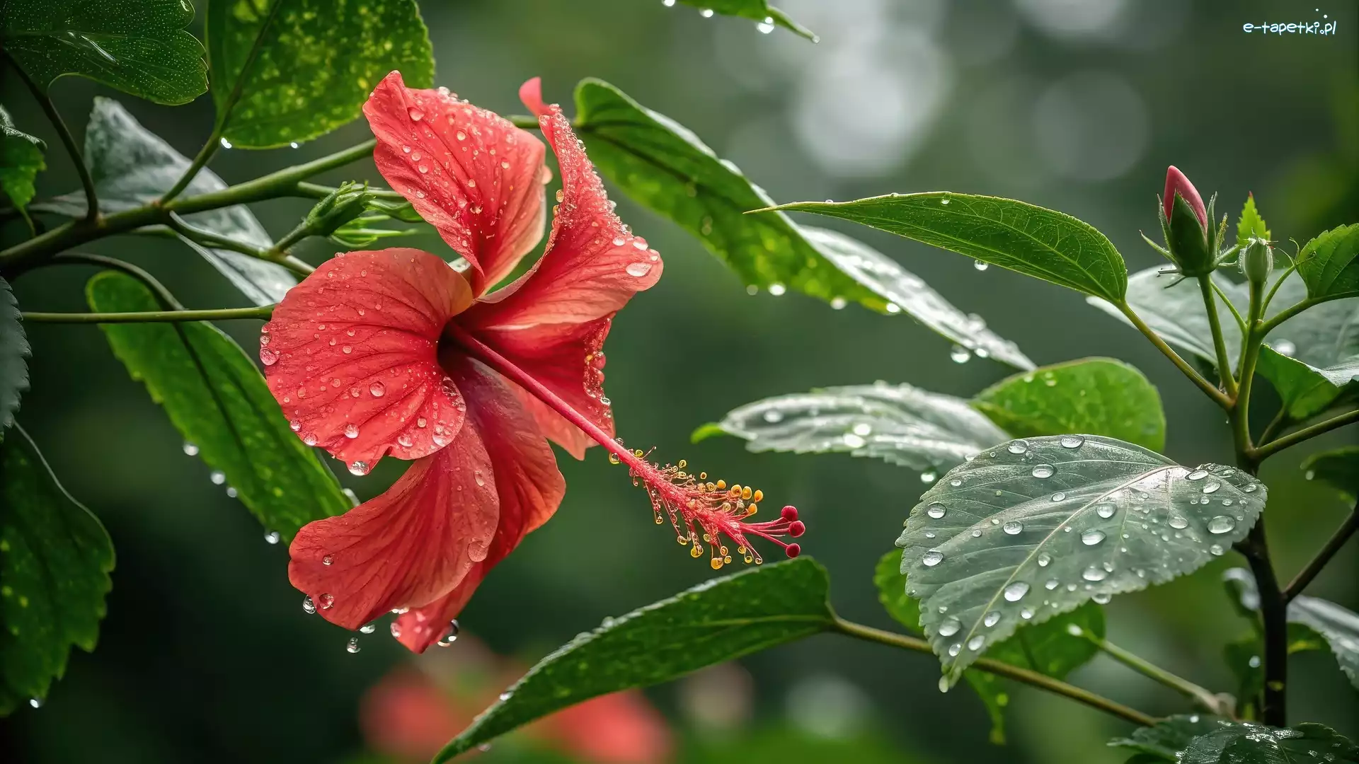 Grafika, Kwiat, Krople, Czerwony, Hibiskus, Liście, Mokre