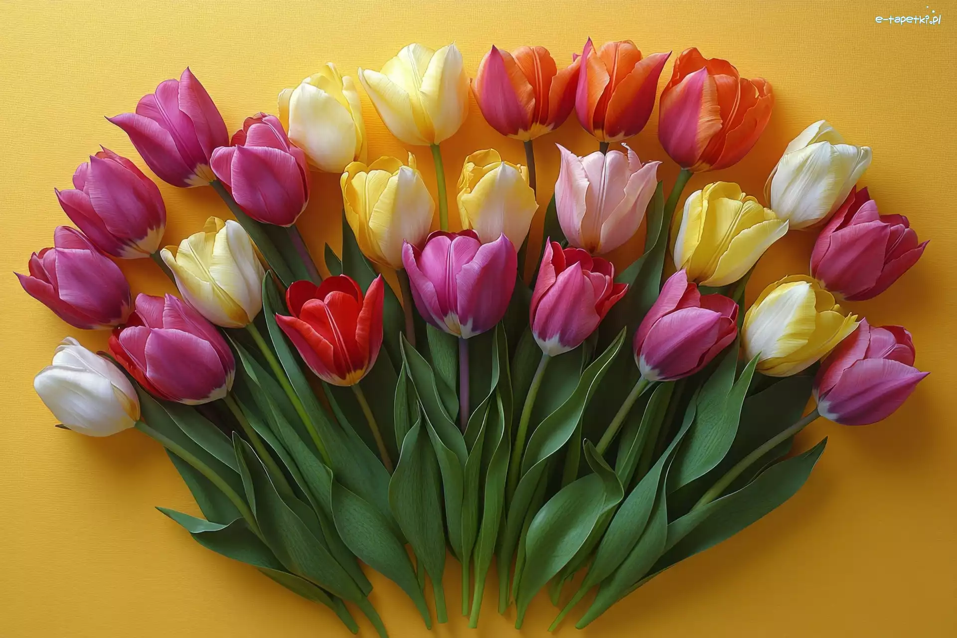 Kwiaty, Tulipany, Kolorowe, Tło, Żółte