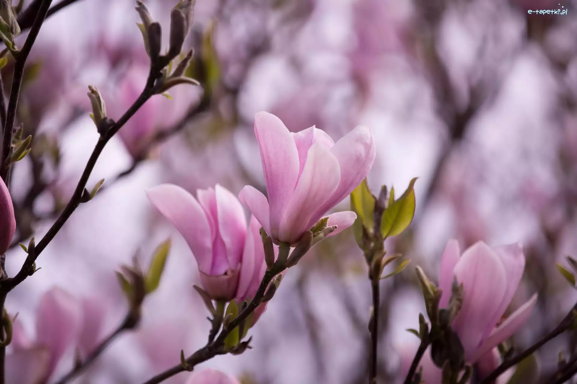 Rozmycie, Gałązki, Jasnoróżowe, Drzewo, Magnolia, Listki, Kwiaty