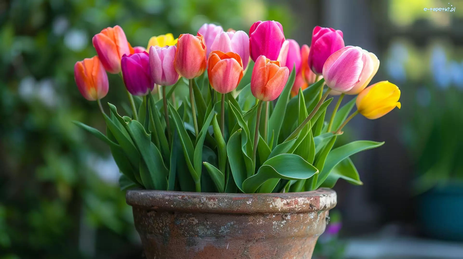 Donica, Tulipany, Kolorowe