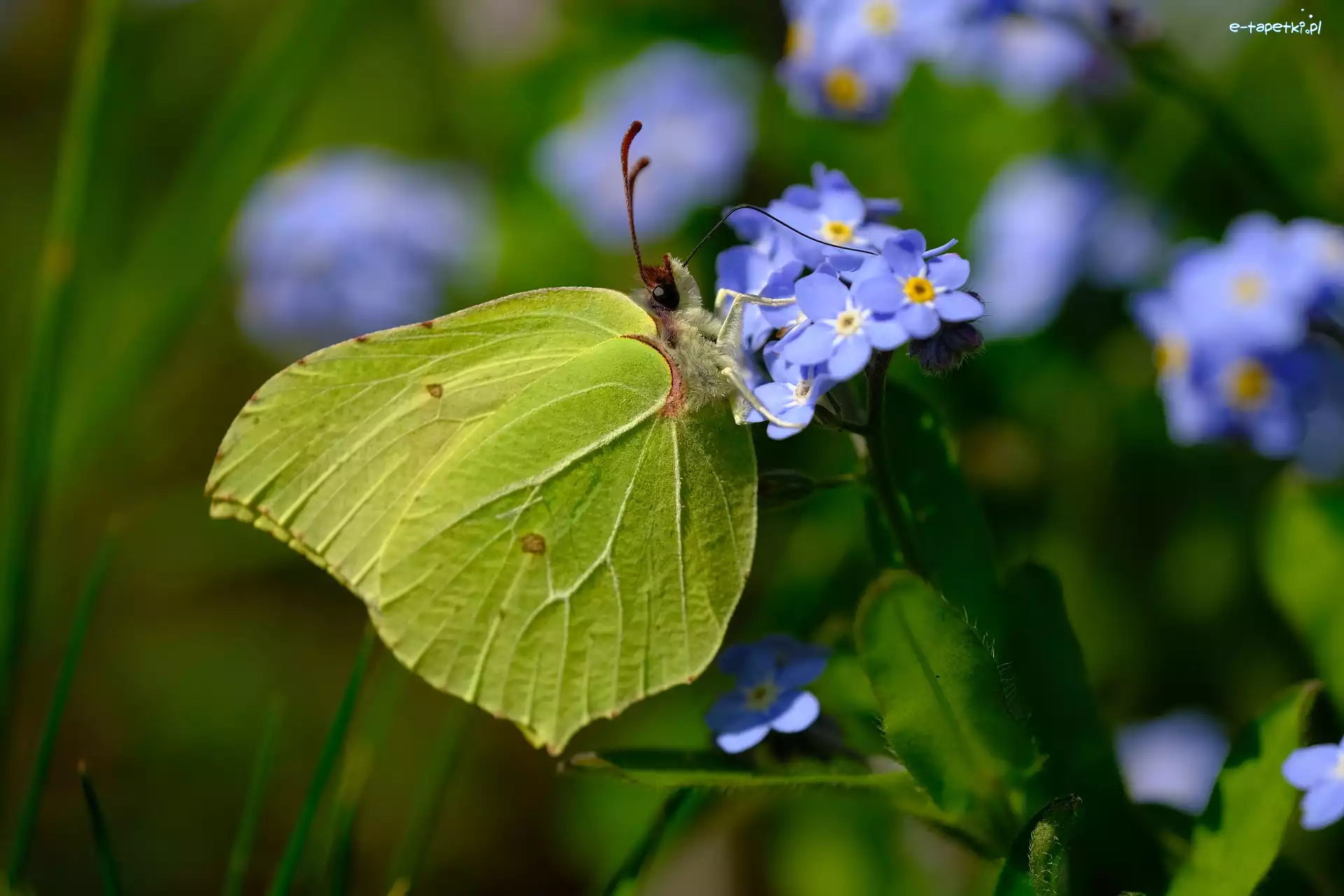Latolistek cytrynek, Niezapominajki, Niebieskie, Motyl