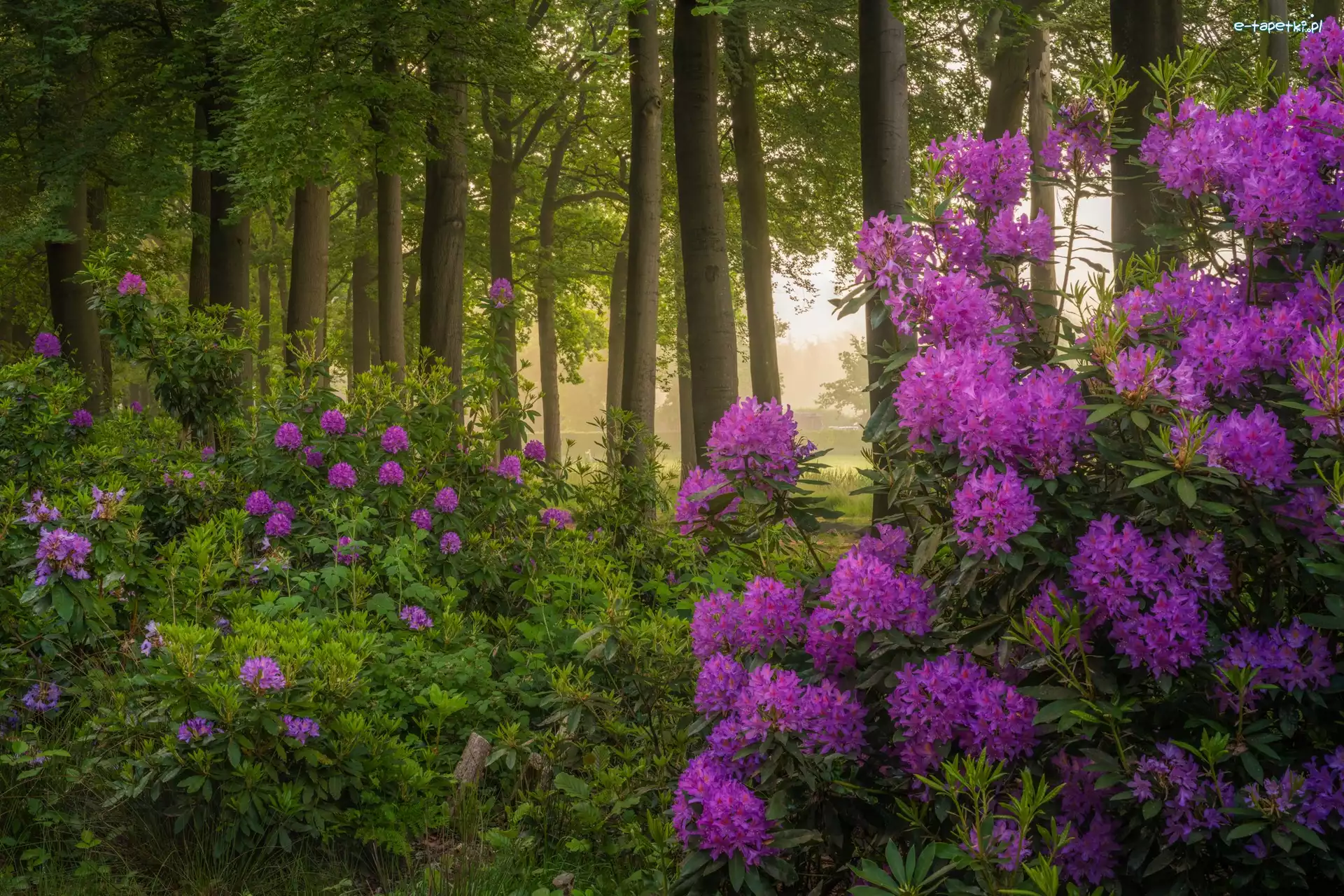 Fioletowe, Krzewy, Kwiaty, Rododendrony, Drzewa, Las