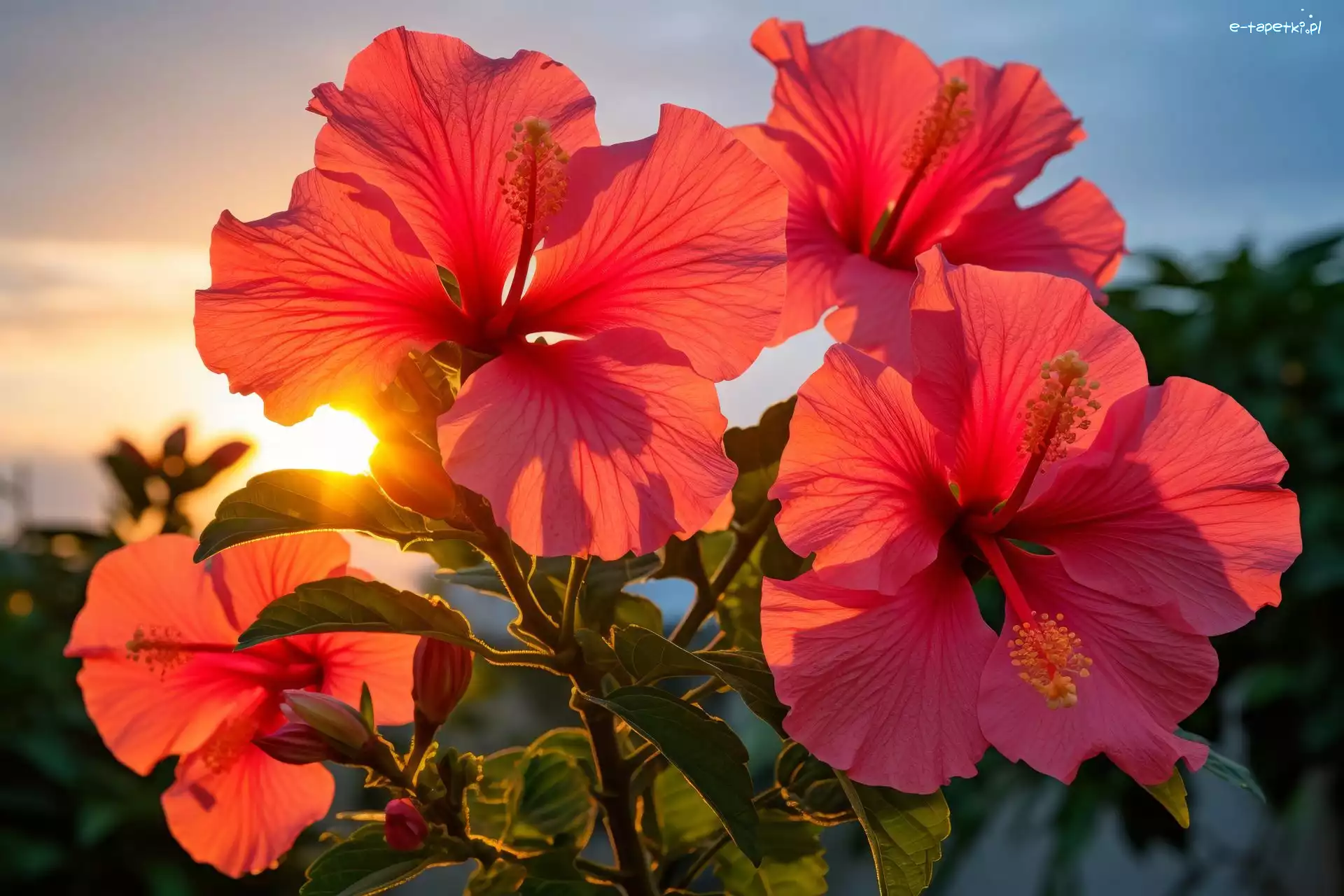 Kwiaty, Hibiskusy