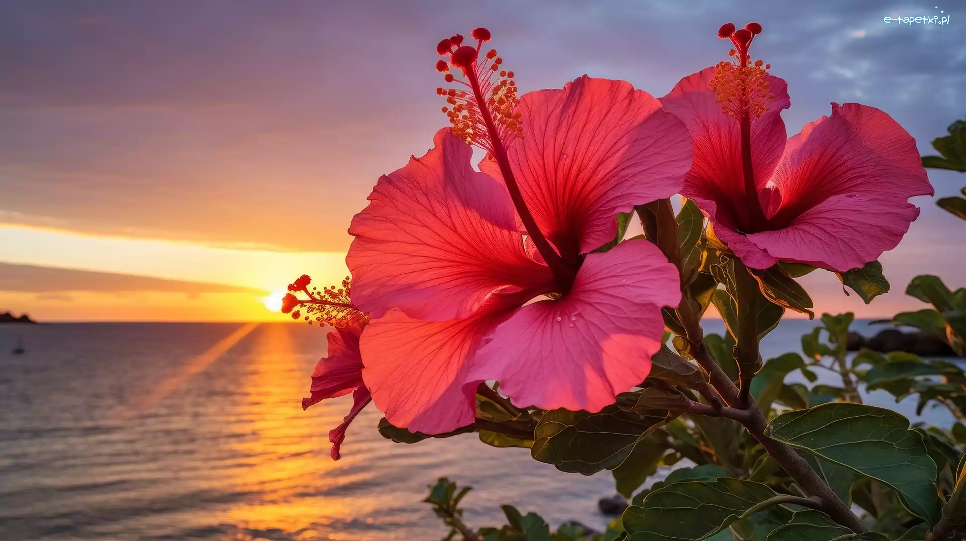 Kwiaty, Grafika, Zachód słońca, Hibiskusy
