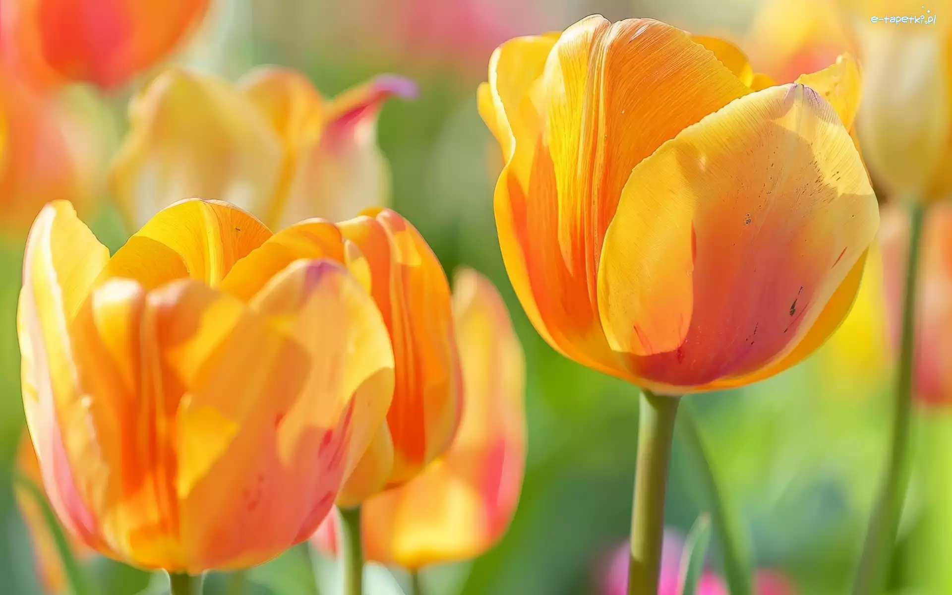 Zbliżenie, Żółte, Tulipany