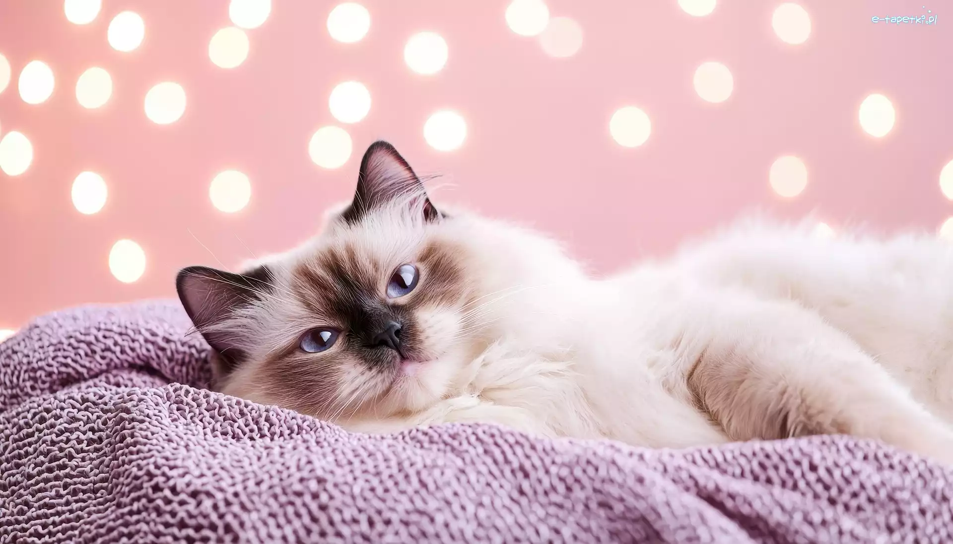 Ragdoll, Grafika, Koc, Kot