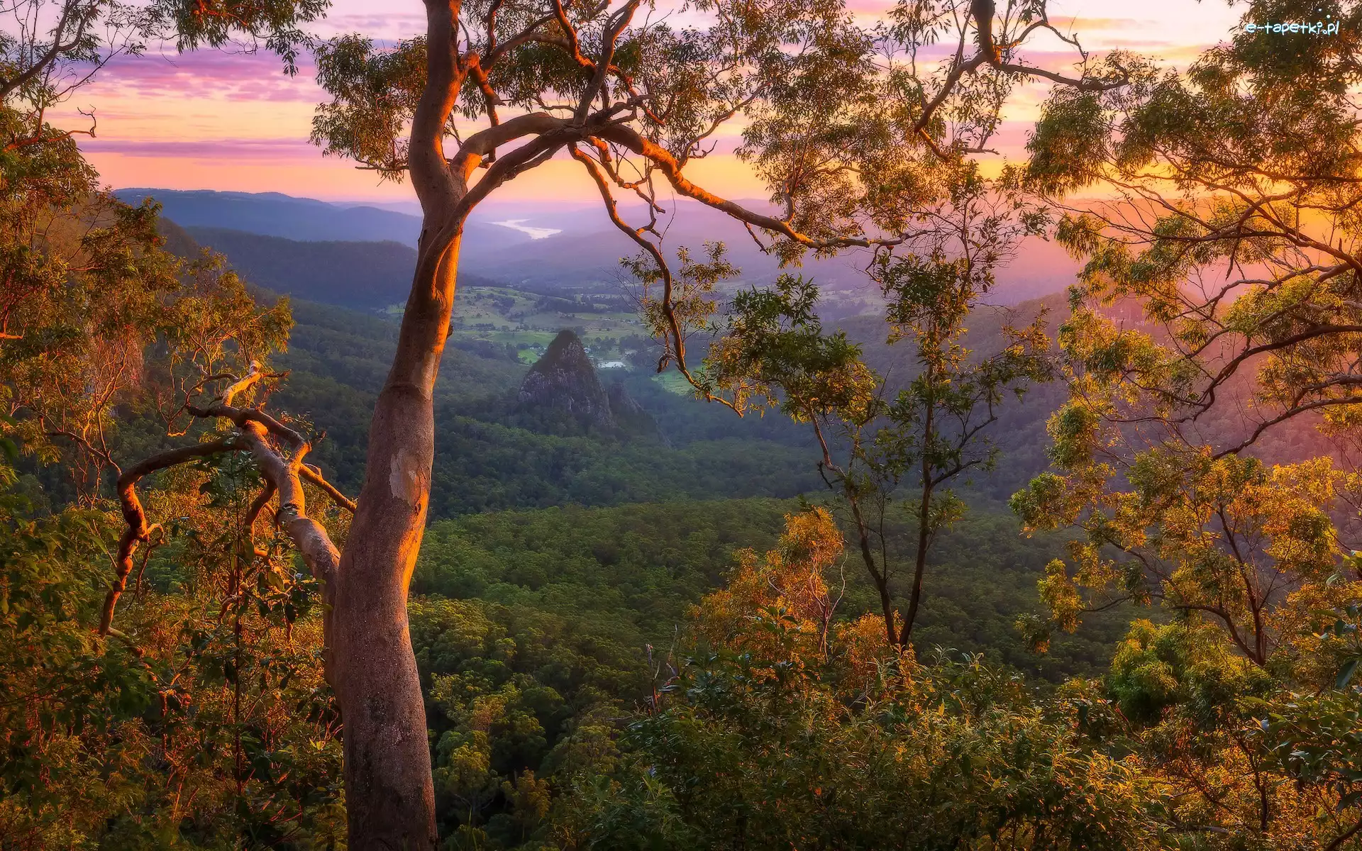 Dolina, Queensland, Wschód słońca, Gałęzie, Góry, Numinbah Valley, Drzewa, Australia