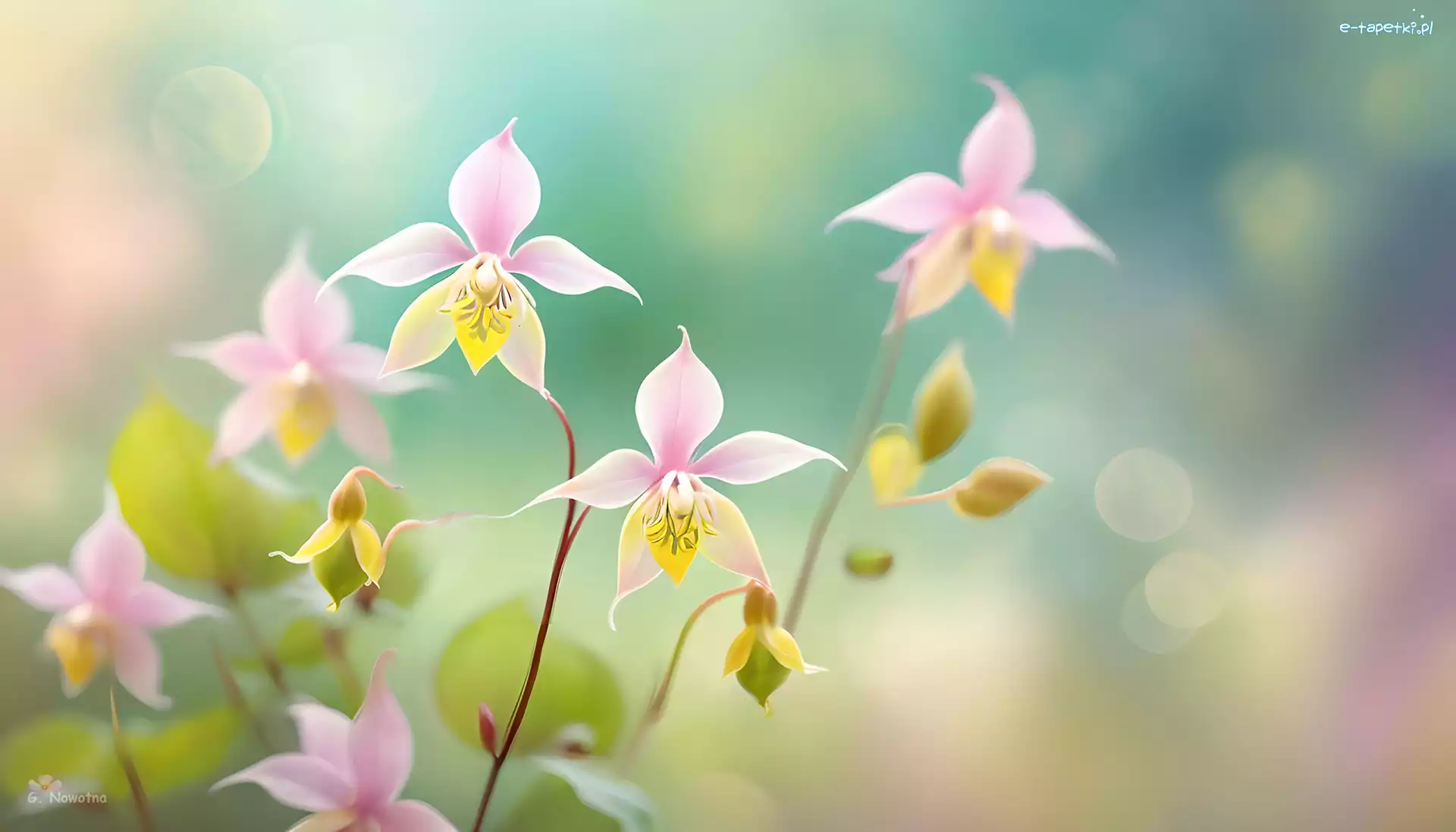 Grafika, Kwiaty, Epimedium