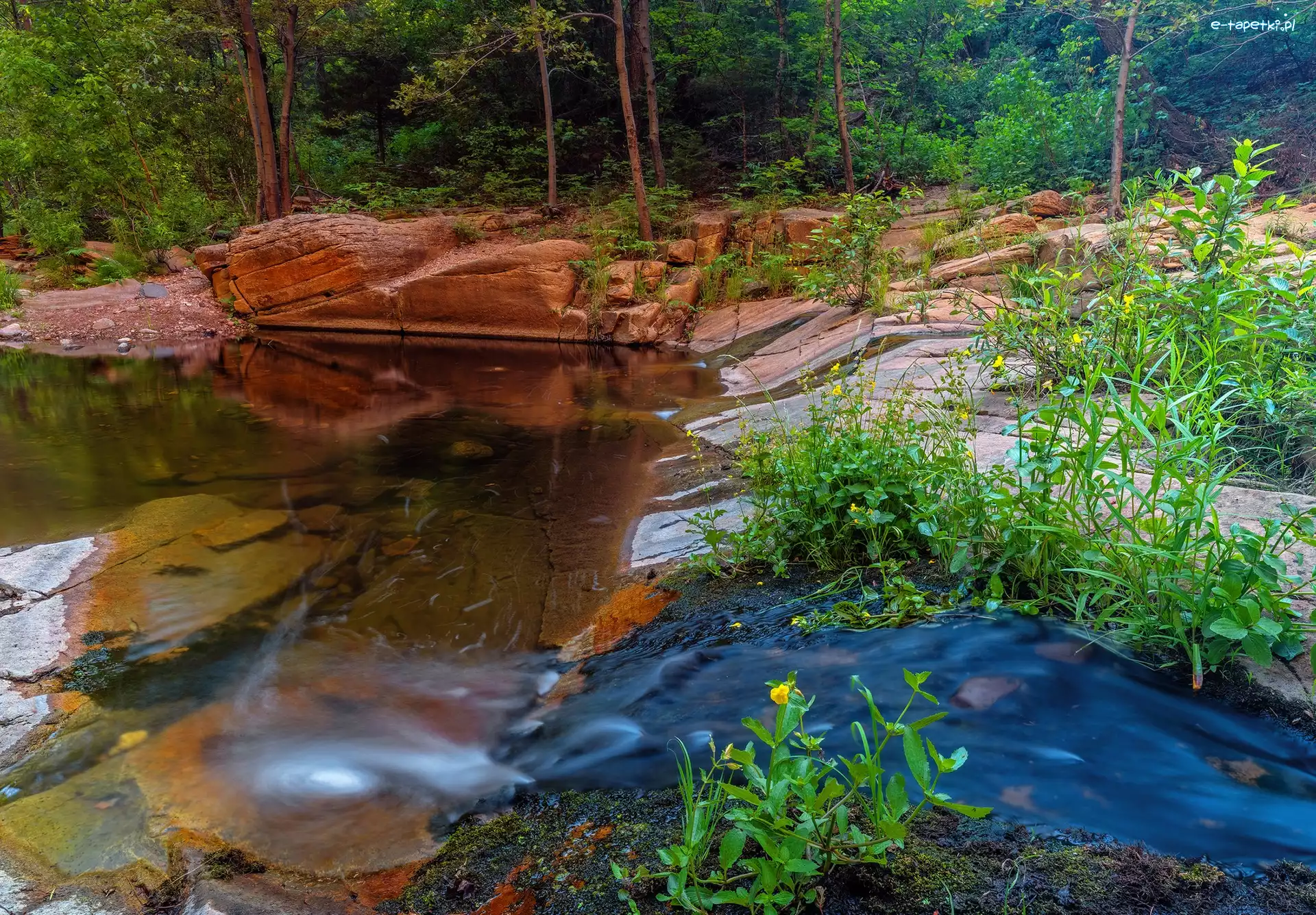 Szlak, Skały, West Fork of Oak Creek, Jezioro, Stany Zjednoczone, Las, Kwiaty, Arizona, Drzewa, Rzeka, Sedona