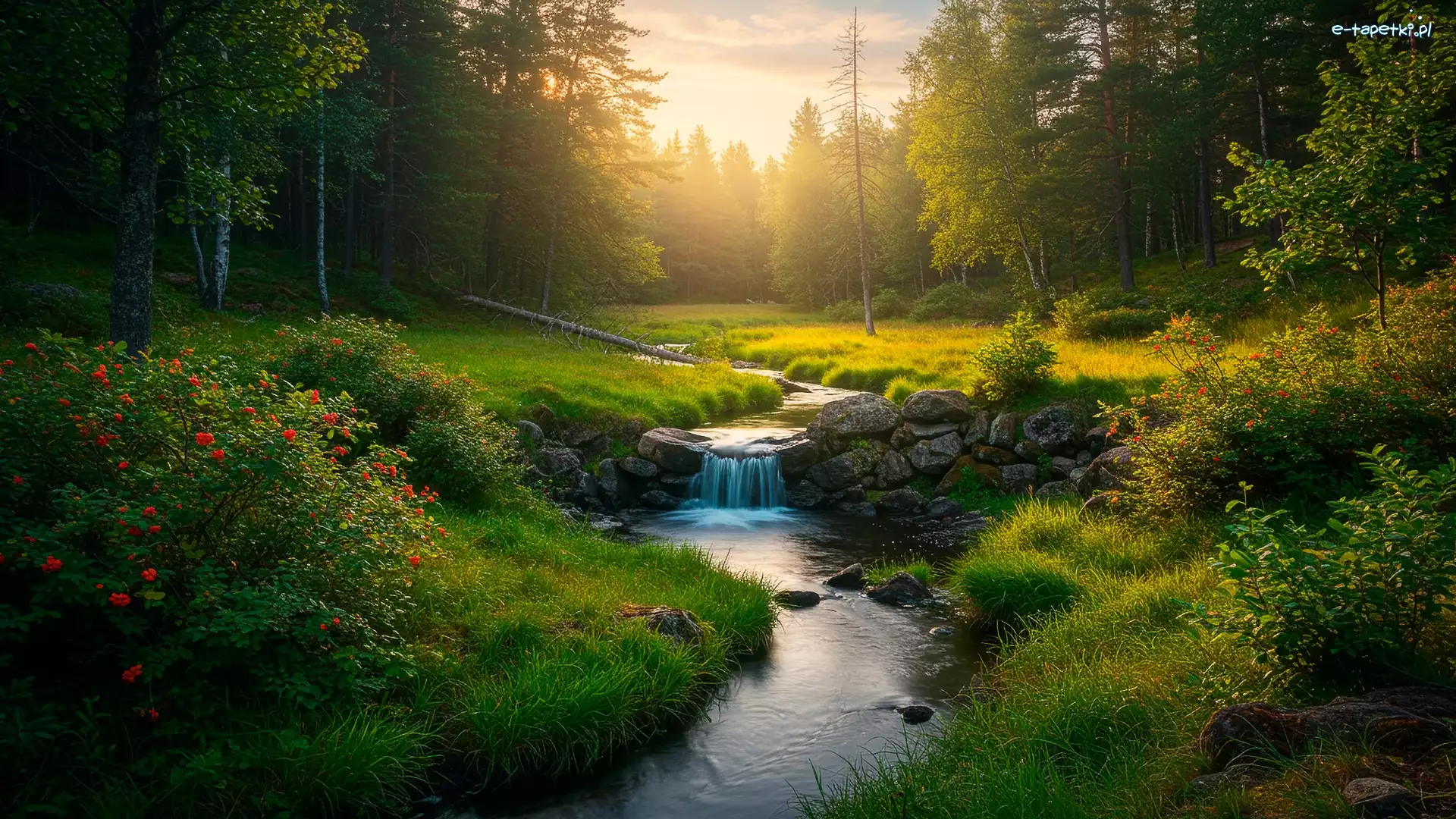 Zachód słońca, Krzewy, Róże, Zachód Słońca, Strumień, Las