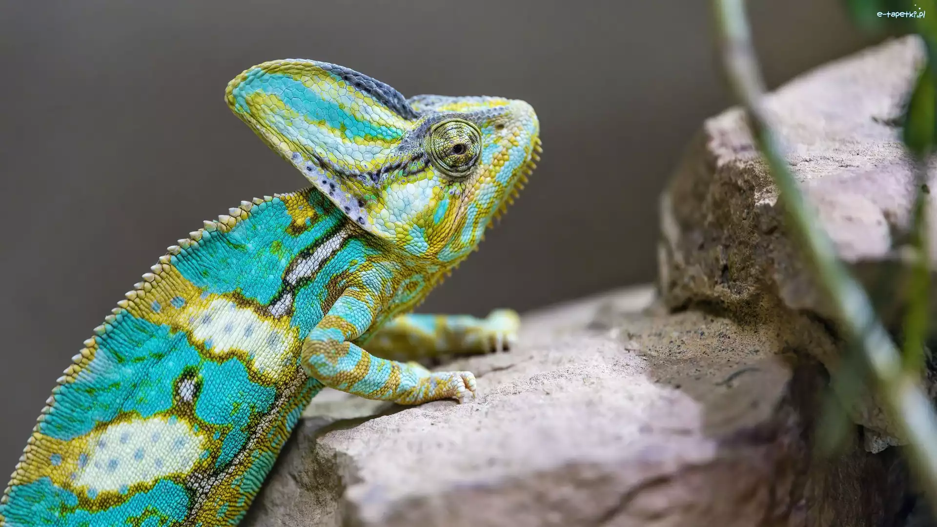 Kamienie, Kameleon