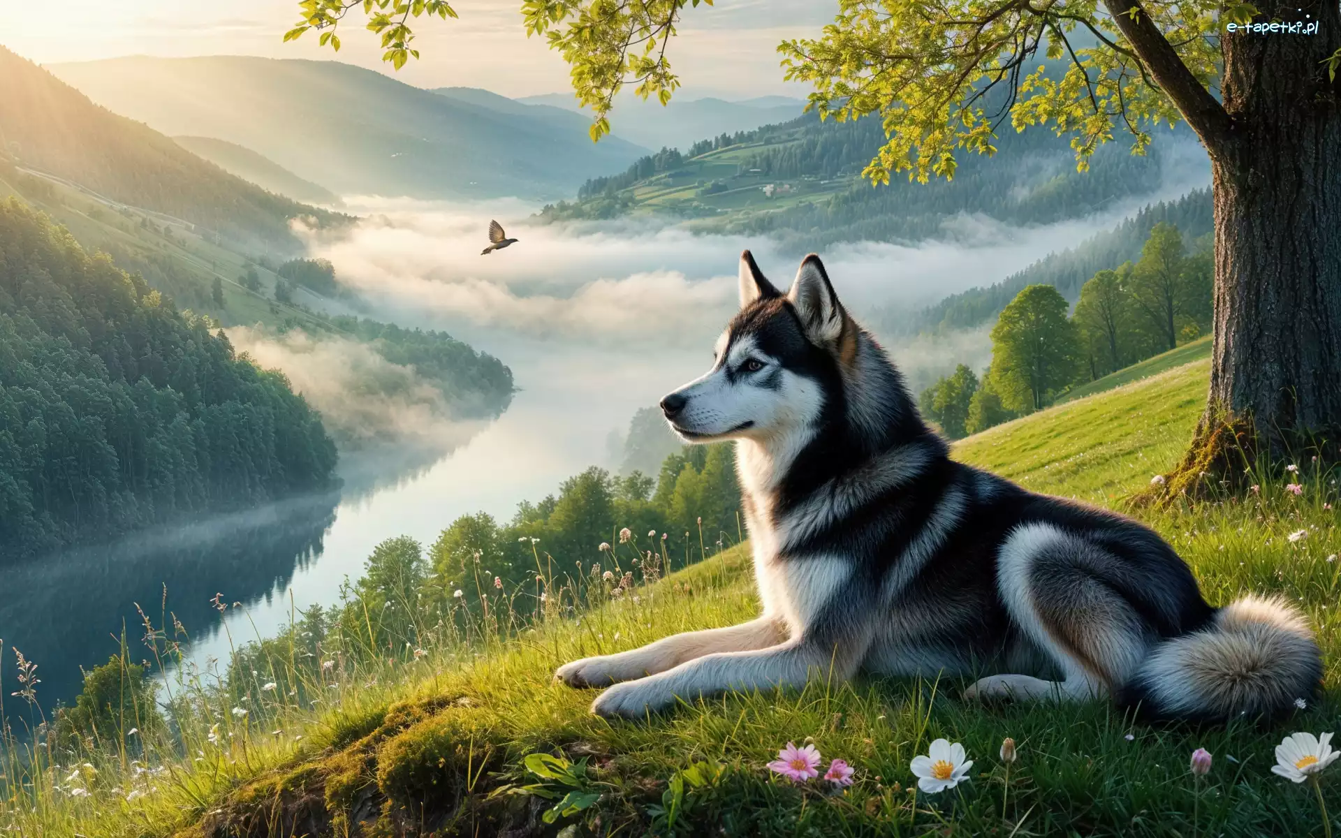 Mgła, Wzgórze, Siberian husky, Pies, Rzeka, Drzewo, Polana, Góry