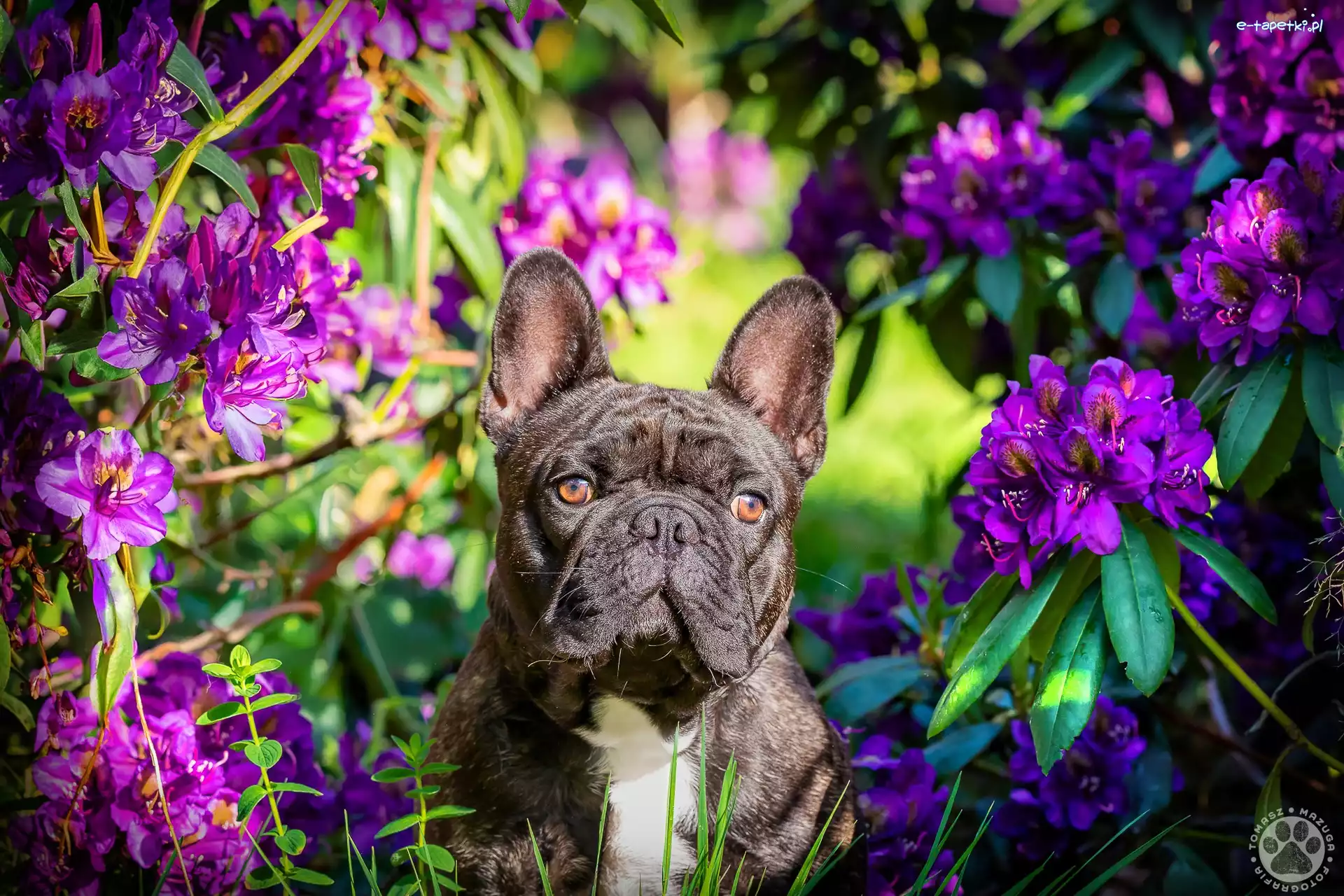 Buldog francuski, Rododendron, Kwiaty, Pies