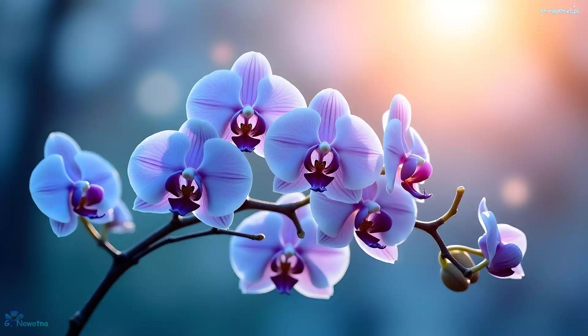Liliowy, Orchidea, Storczyk, Grafika AI, Kwiaty